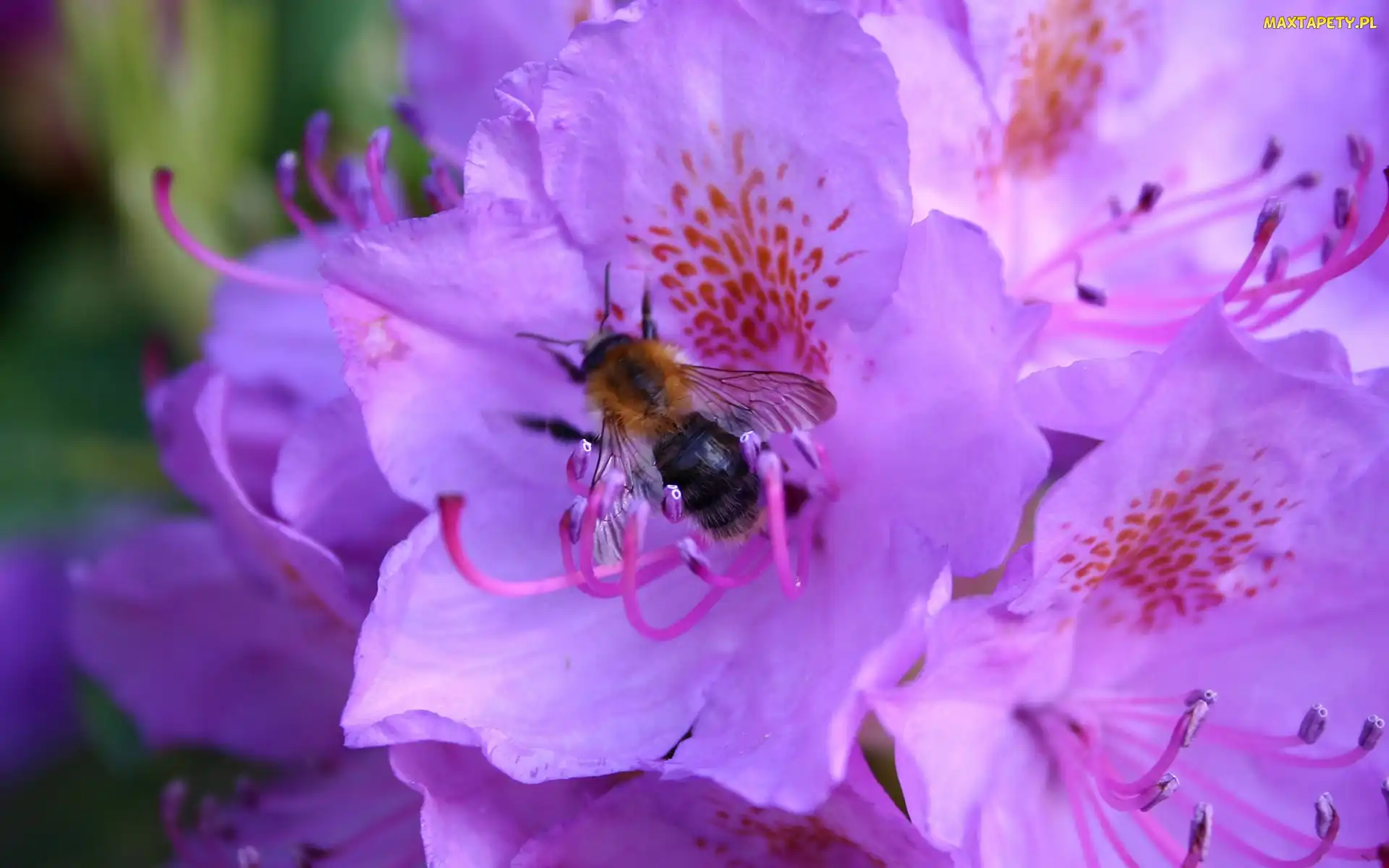 Pszczoła, Rododendron, Fioletowe, Kwiaty