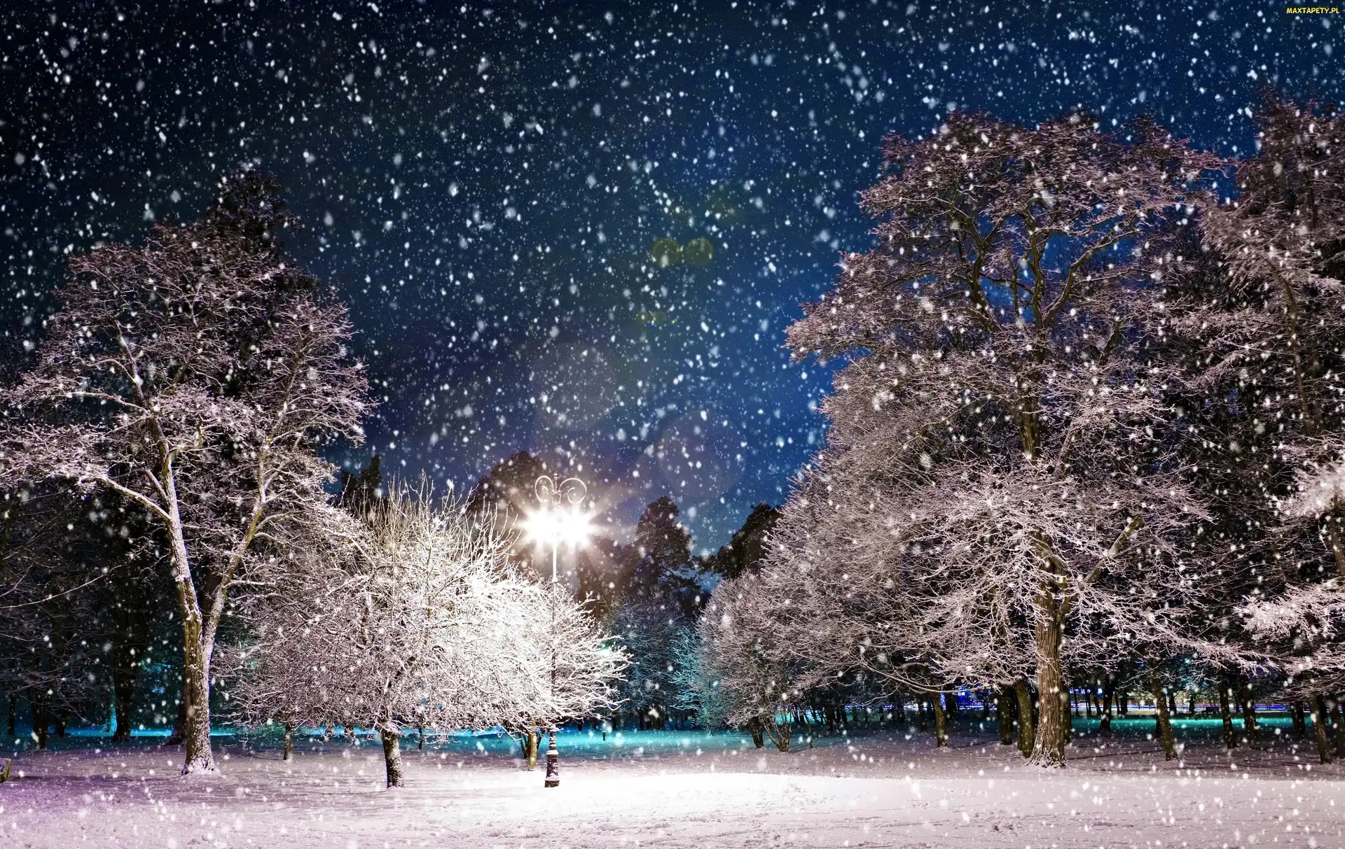 Park, Zima, Drzewa, Śnieg