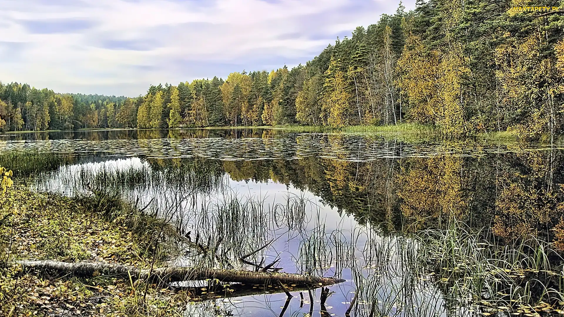Jezioro, Las, Szuwary