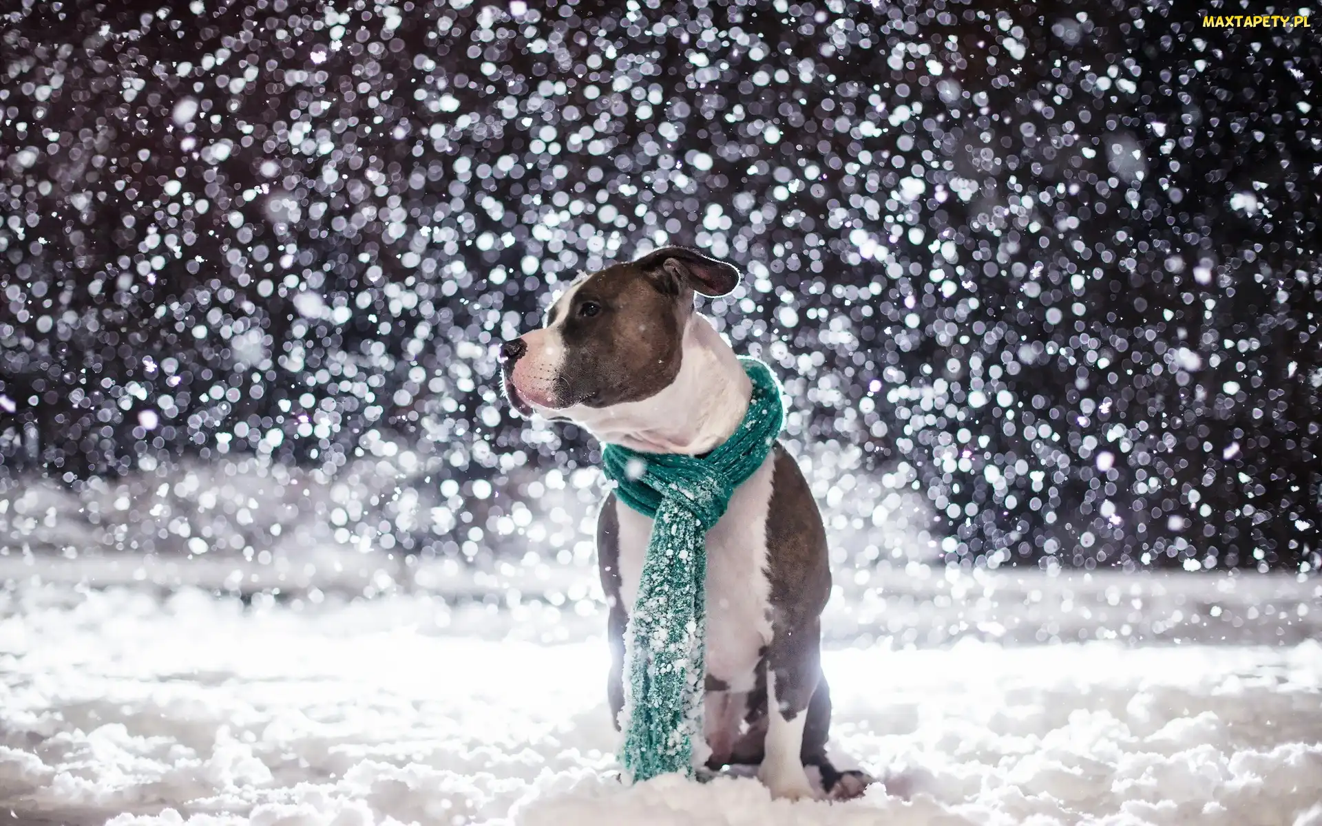 Szalik, Amstaff, Zima, Śnieg, Pies