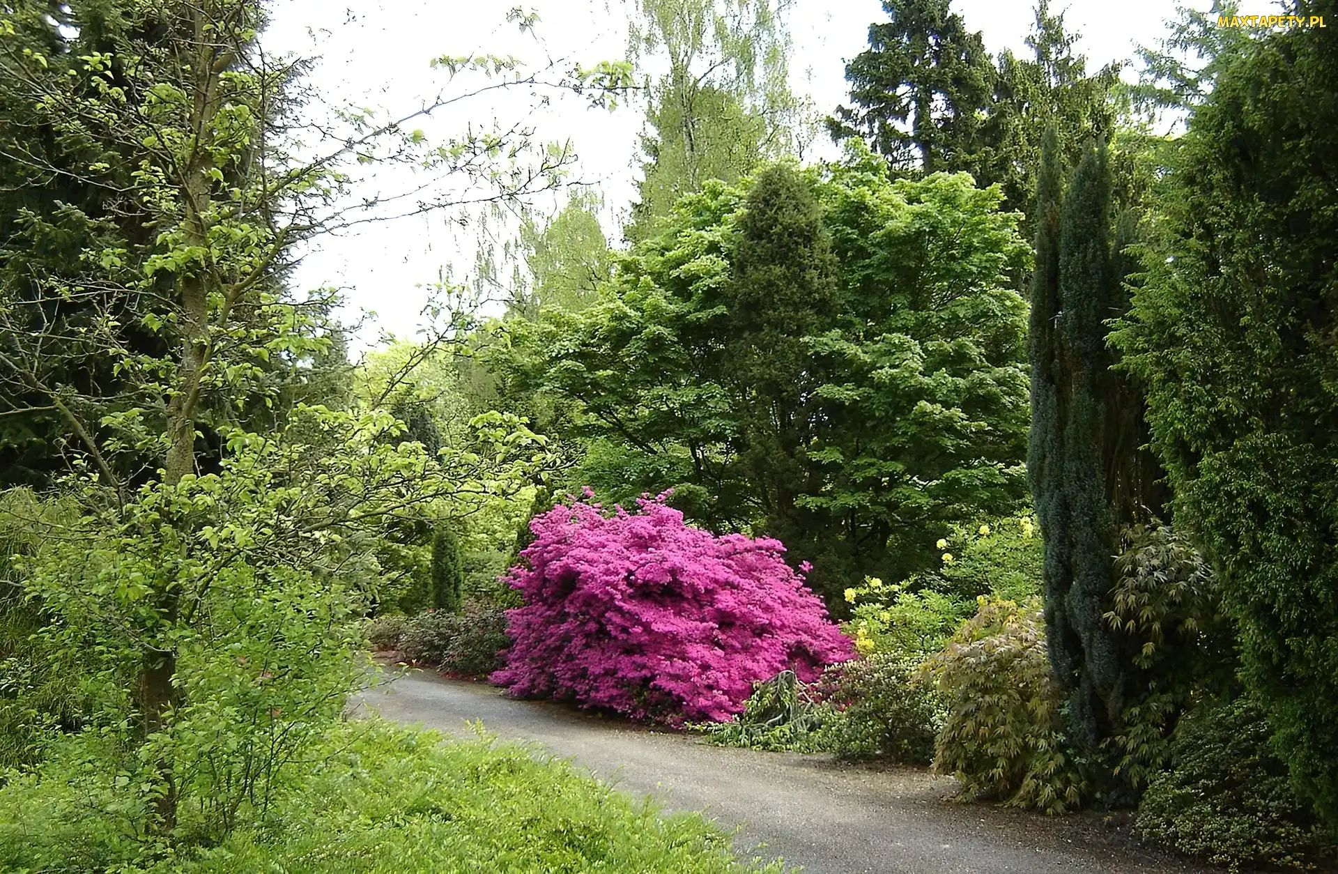 Alejka, Różanecznik, Park