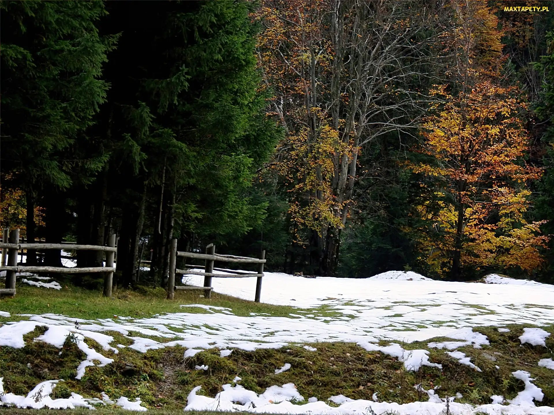 Śnieg, Pierwszy, Las, Jesień