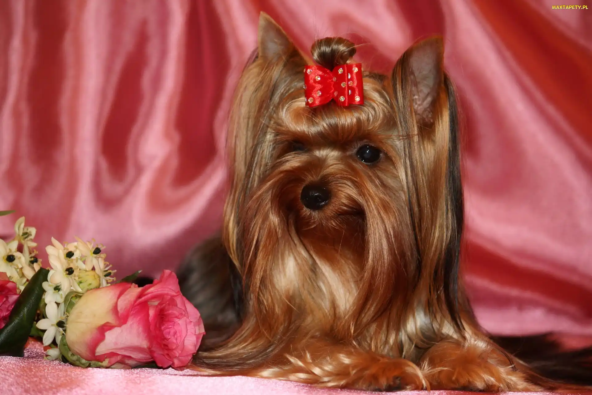Yorlshire Terrier, Kwiatki, Kokardka
