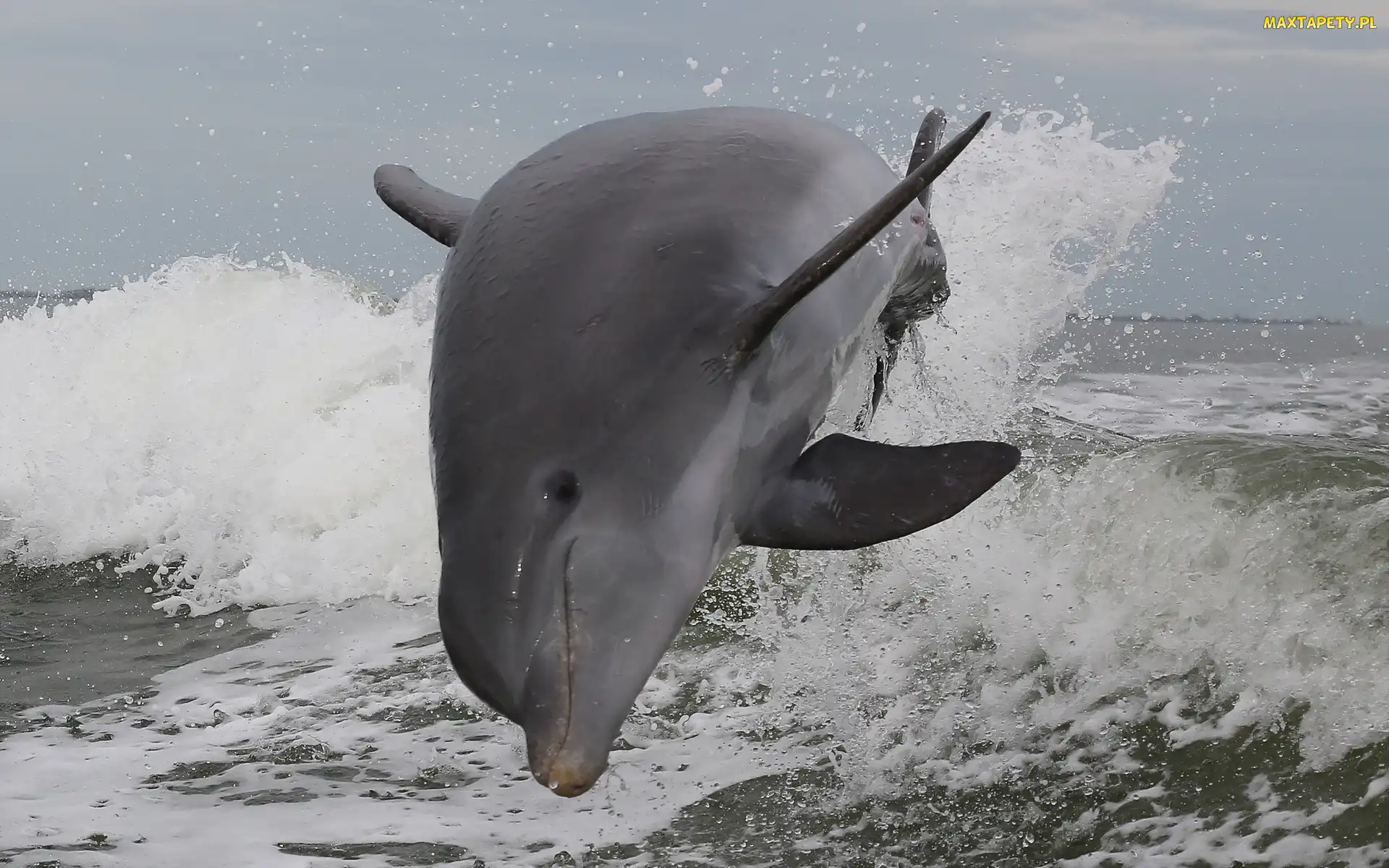 Morze, Fale, Delfin