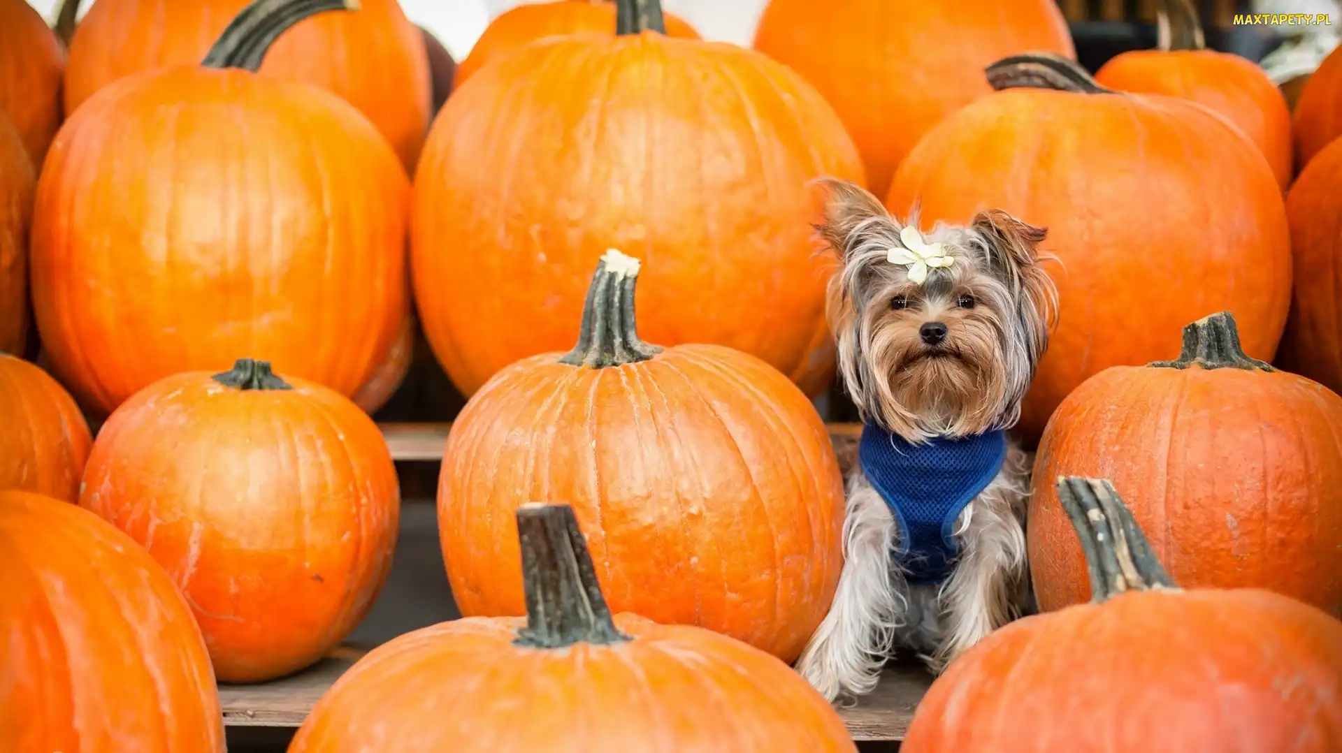Kokardka, Dynie, Yorkshire Terrier