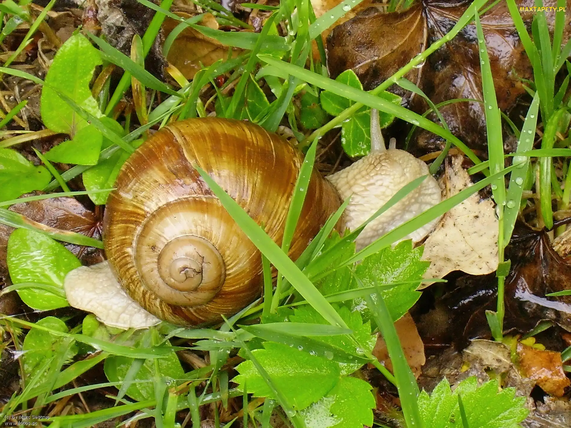 Trawa, Ślimak