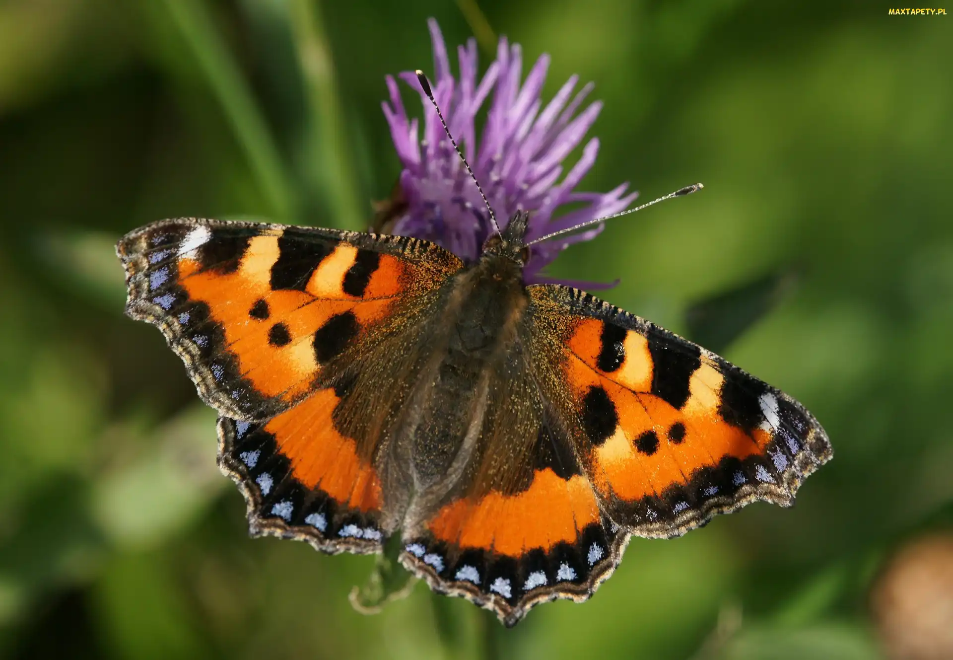 Rusałka pokrzywnik, Kwiat, Motyl