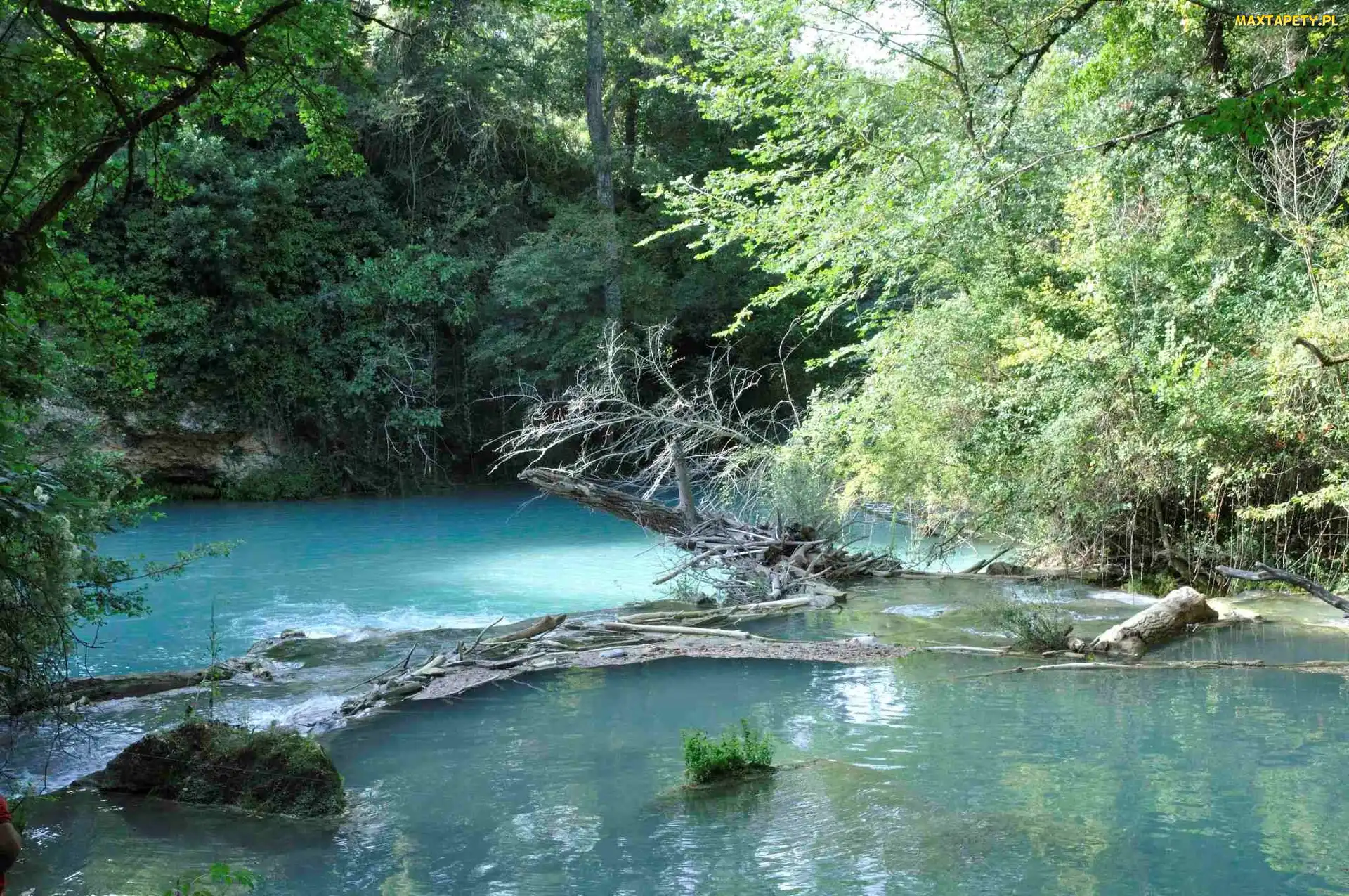 Rzeka, Drzewa
