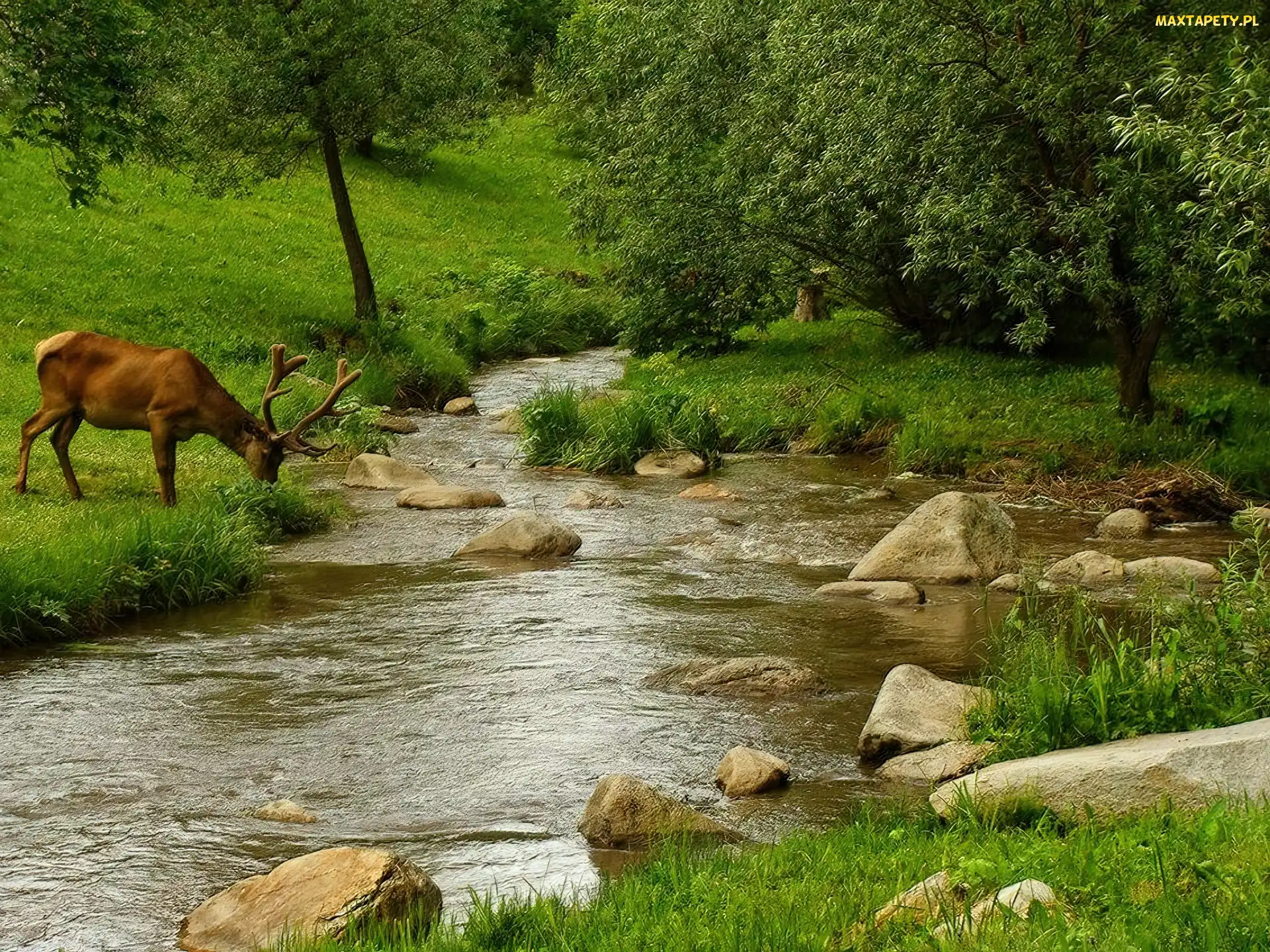 Rzeka, Łąka, Jeleń, Las