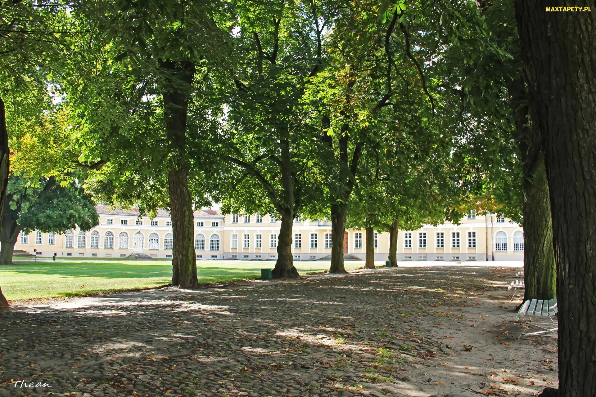 Kasztanowce, Rogalin, Pałac, Park, Aleja