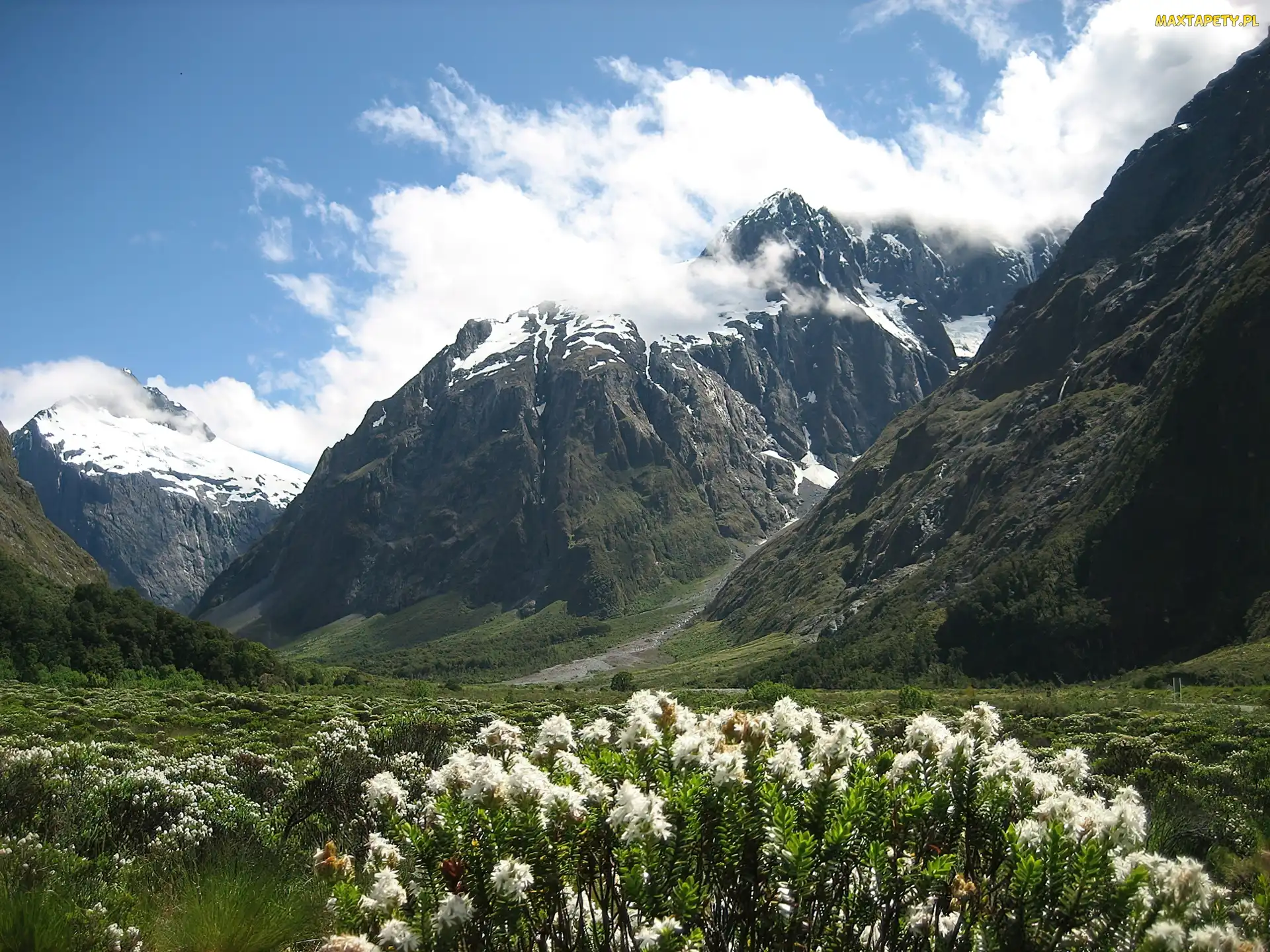 Nowa Zelandia, Park Narodowy Fiordland, Góry, Kwiatki