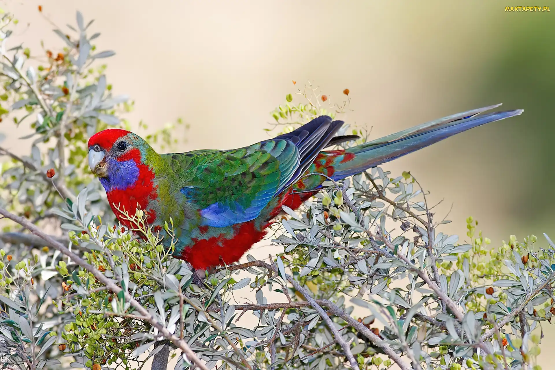 Młoda, Gałązki, Rosella Królewska, Papuga