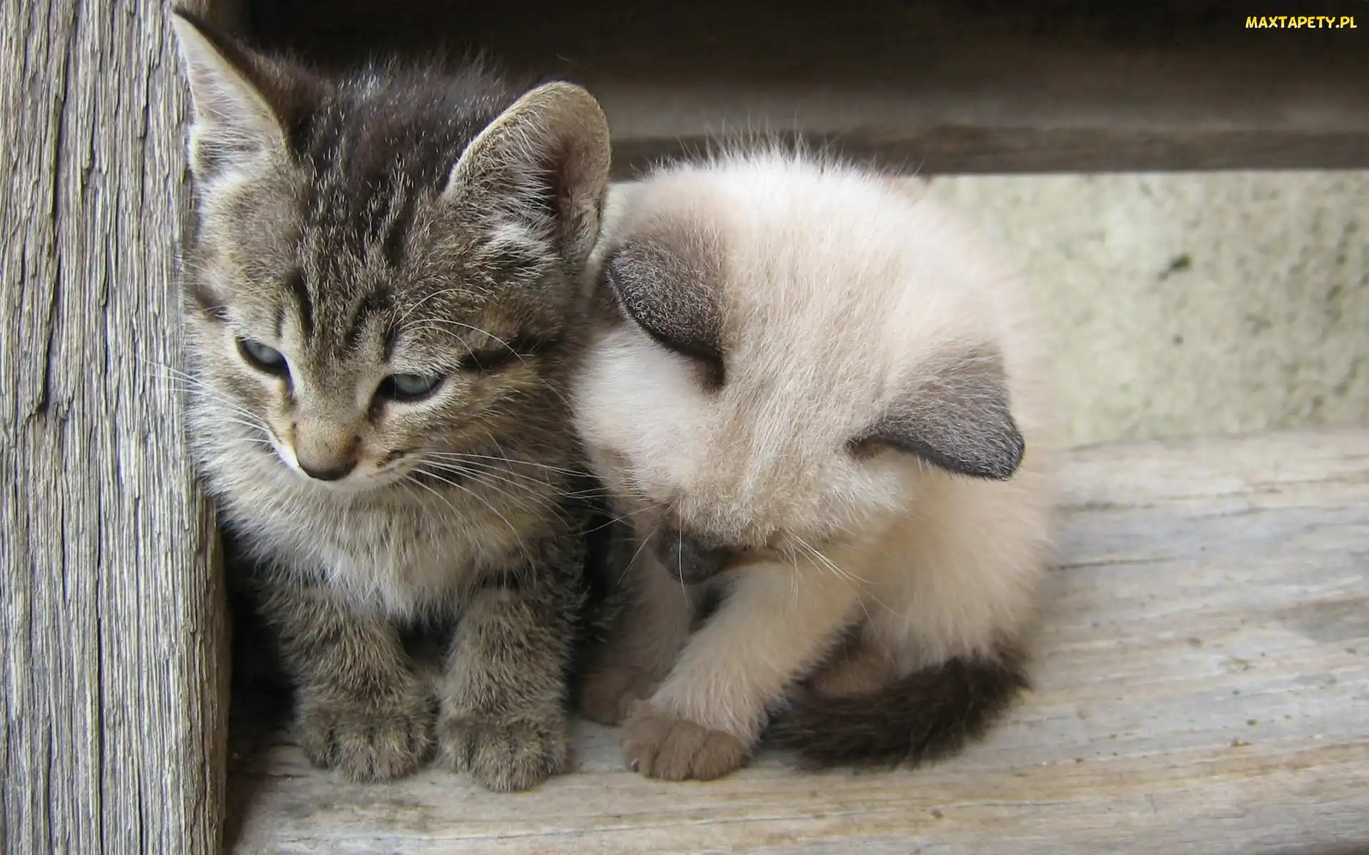 Maluchy, Kumple, Kotki