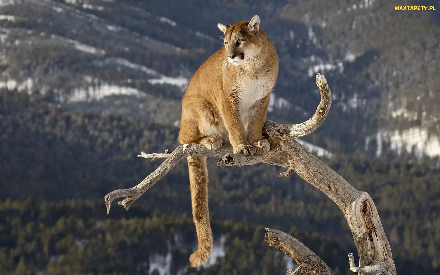 Konar, Drzewo, Puma