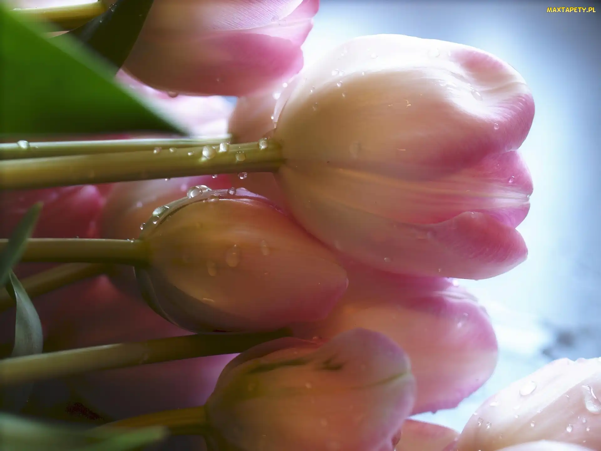 Tulipanów, Rosa, Wiązanka