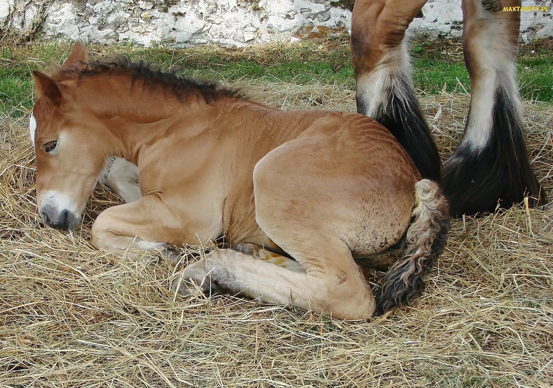 Konik, Siano, Młody