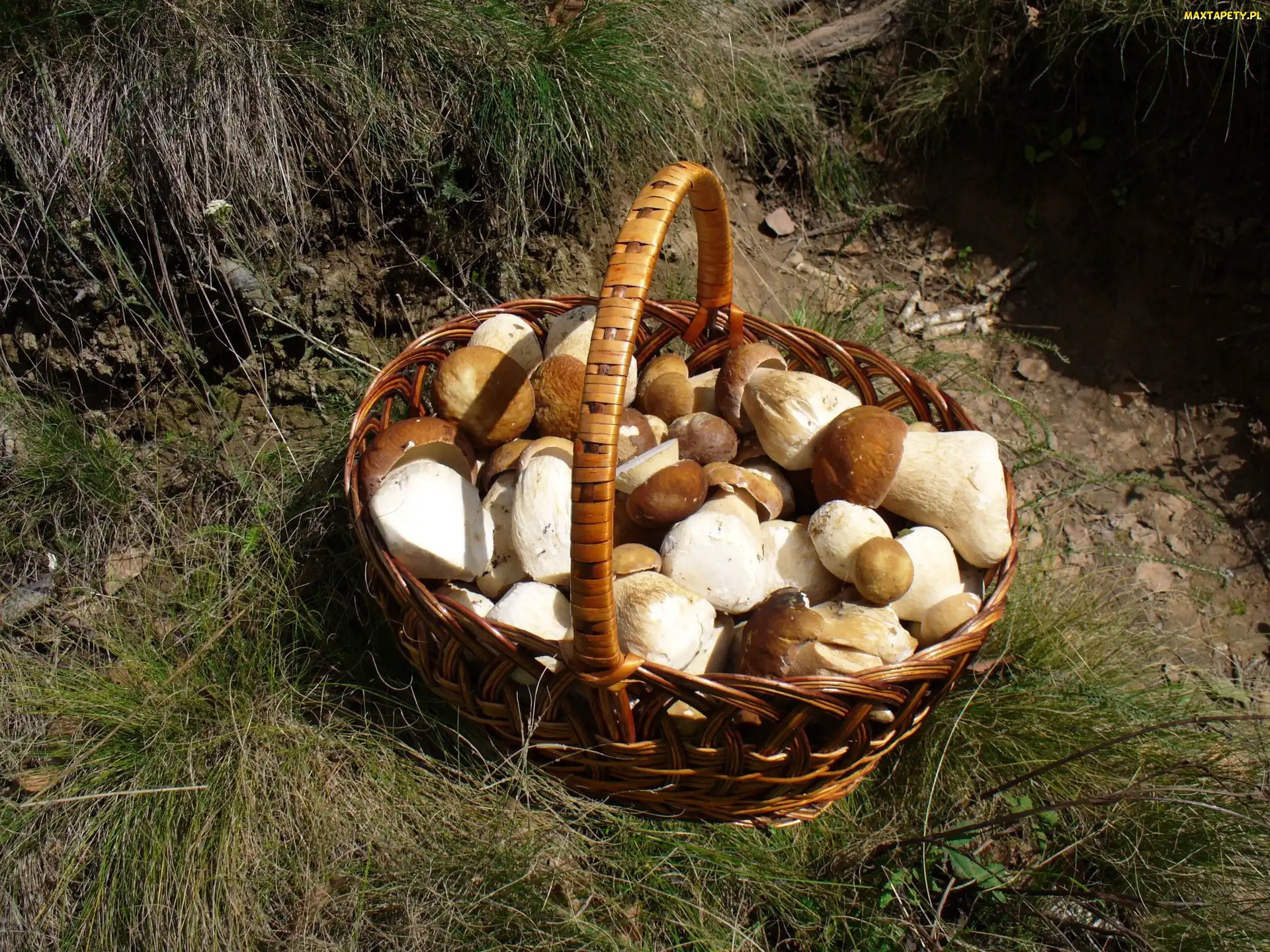 Koszyk, Prawdziwków