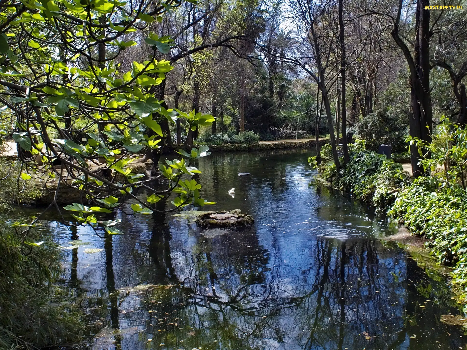 Park, Zieleń, Rzeczka