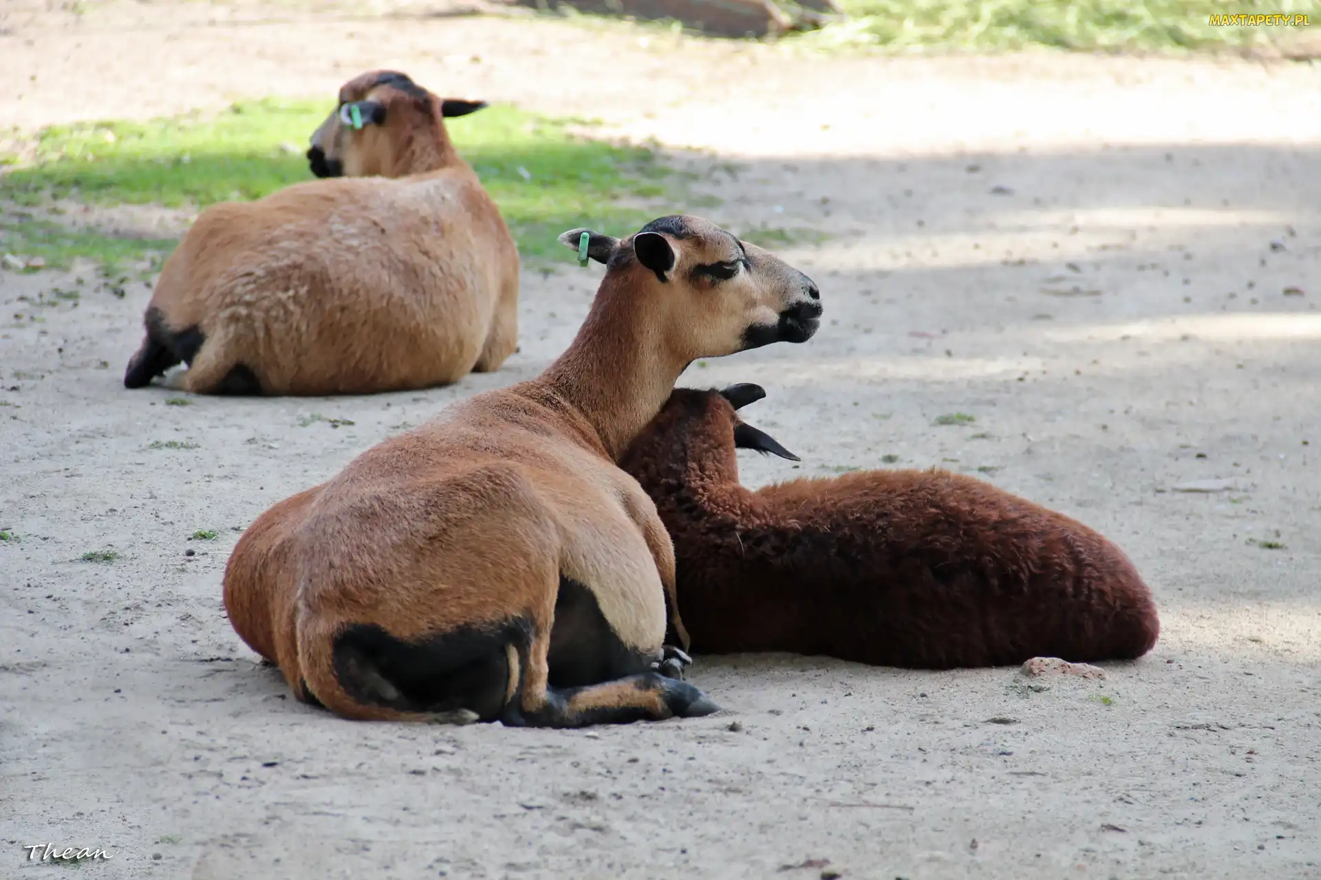 Zoo, Owce Kameruńskie
