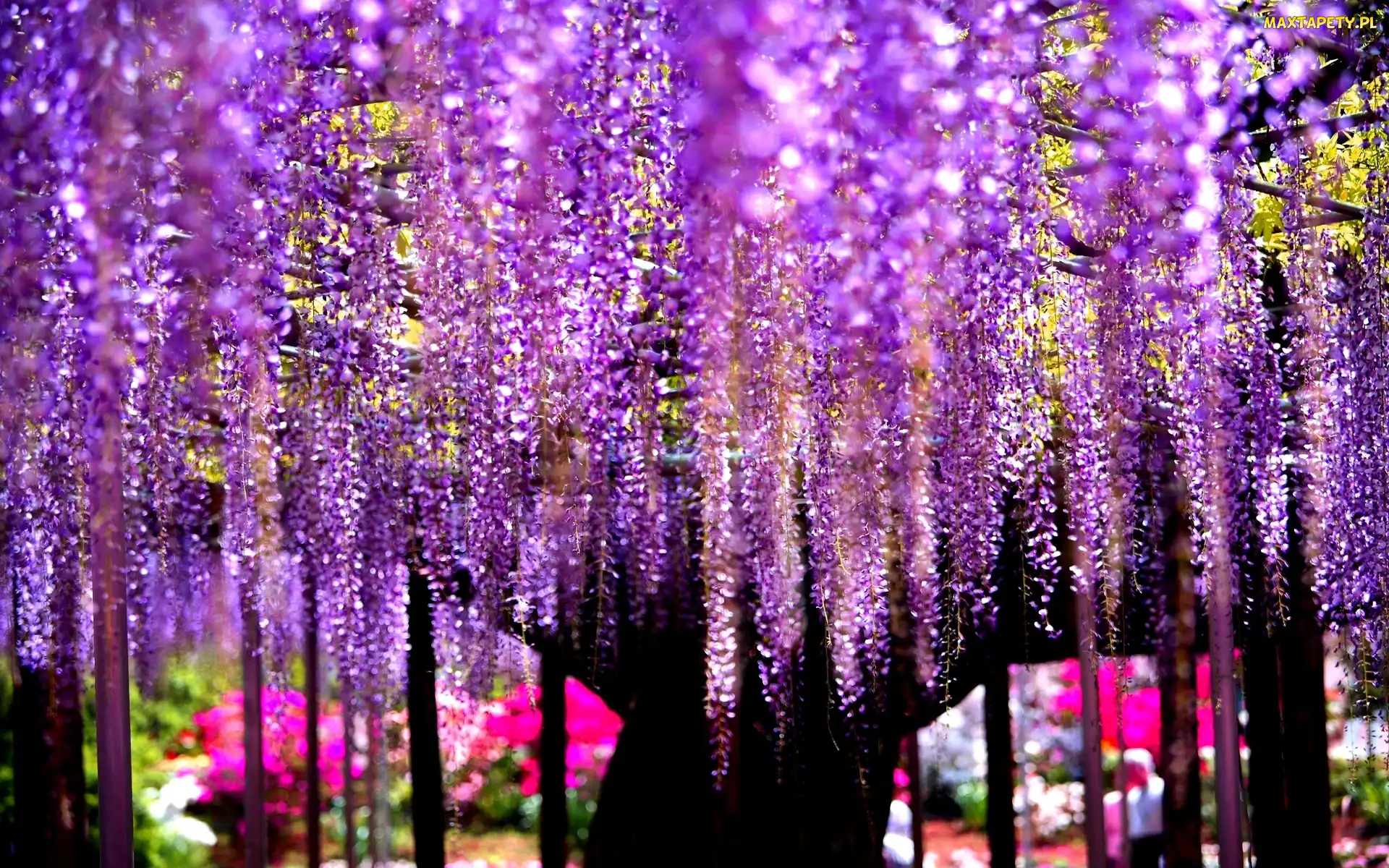 Kwiaty, Wisteria, Drzewo