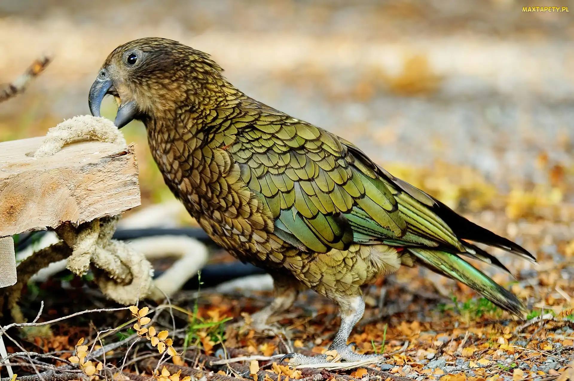 Kea, Papuga