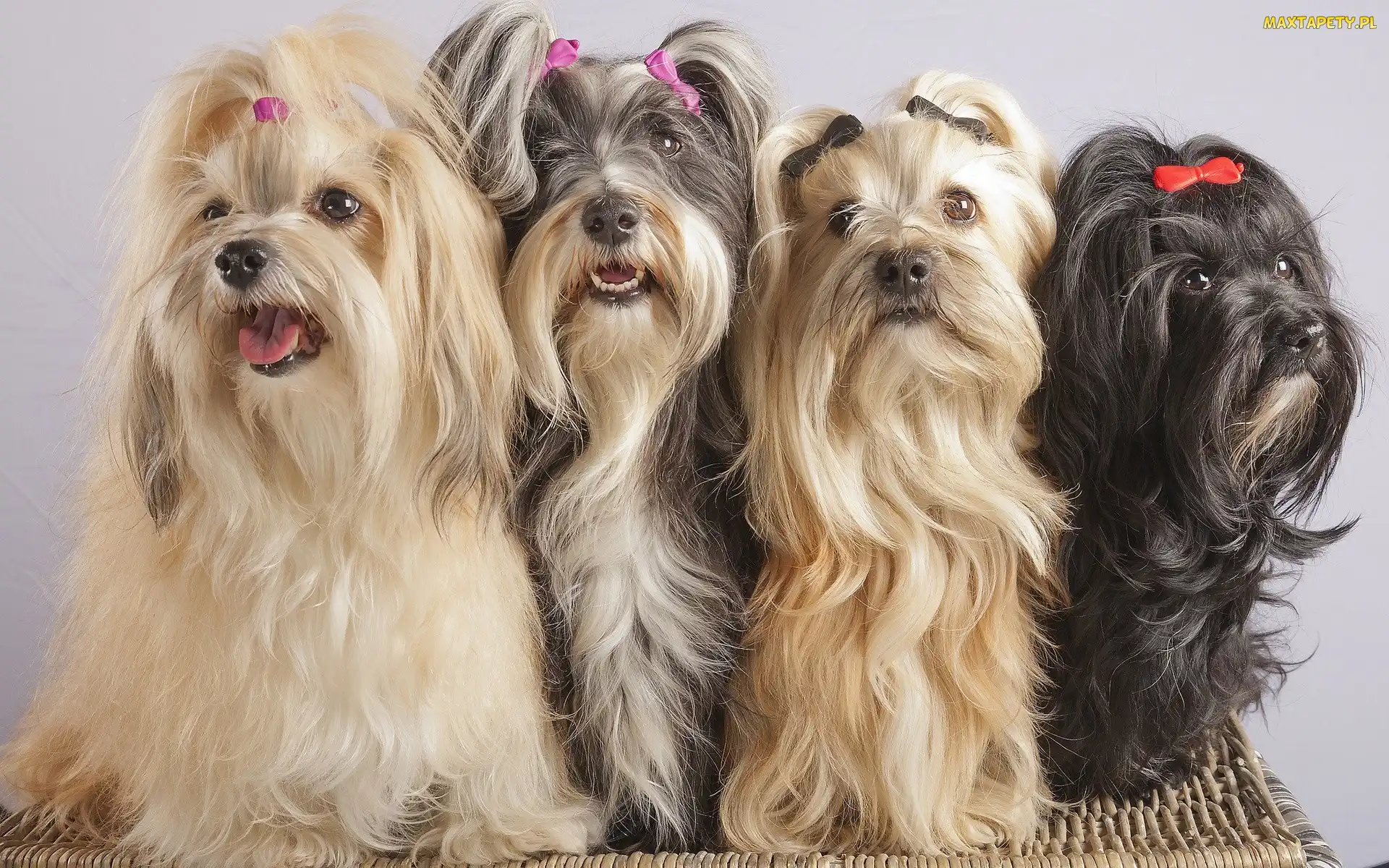 Tzu, Shih, Cztery, Pieski