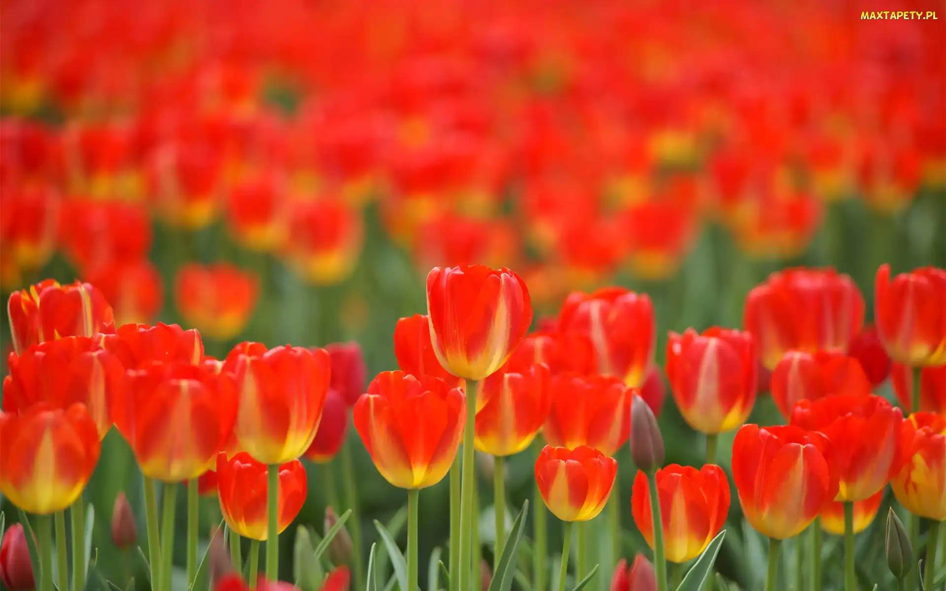 Żółte, Tulipany, Czerwono