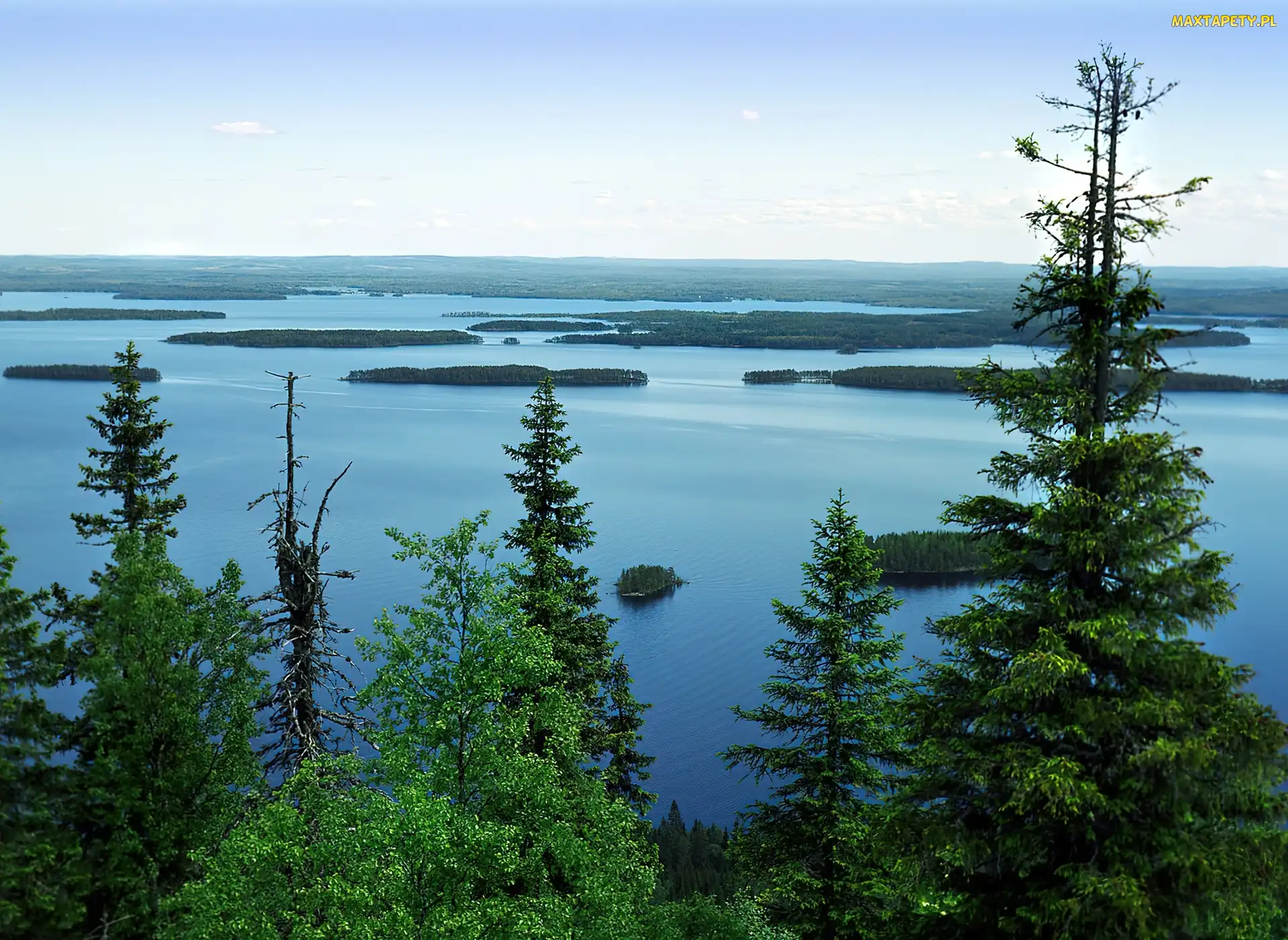 Drzewa, Jezioro Pielinen, Finlandia, Park Narodowy Koli