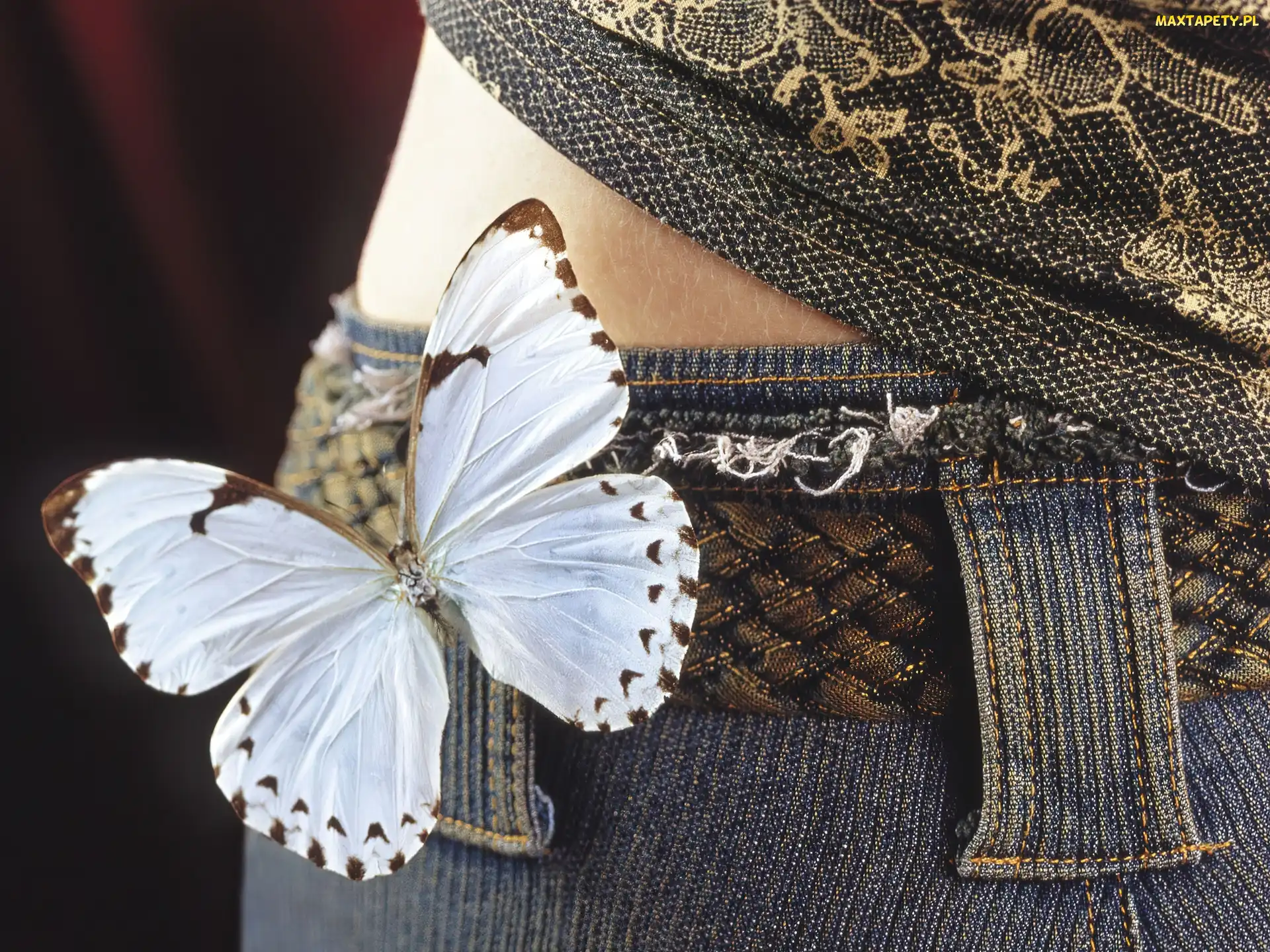 Jeans, Pas, Motyl
