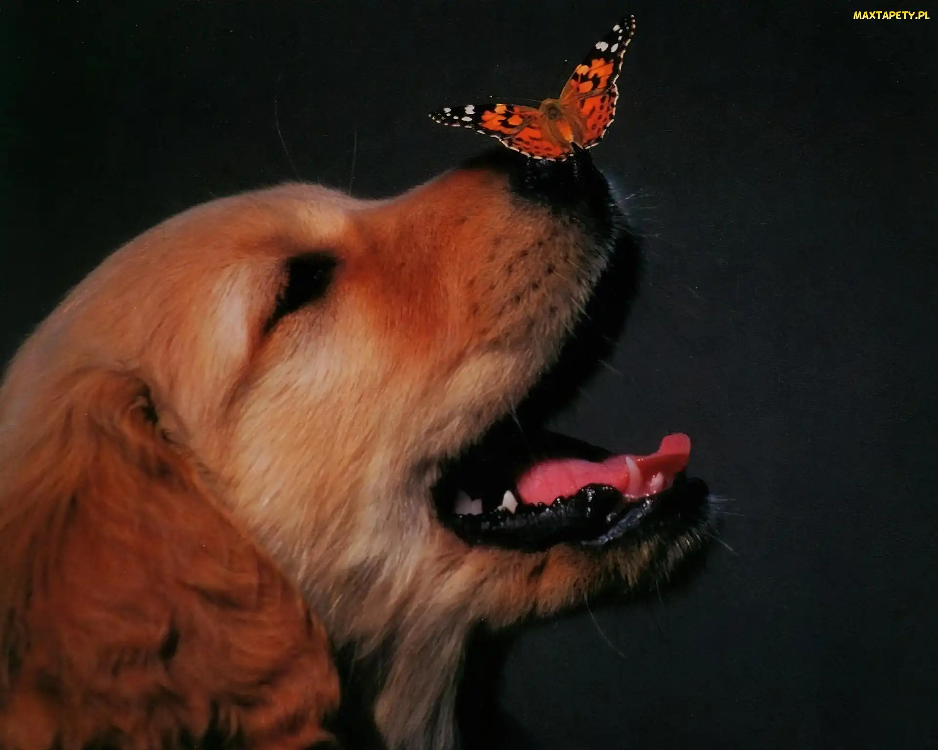 Motyl, Nos, Pies