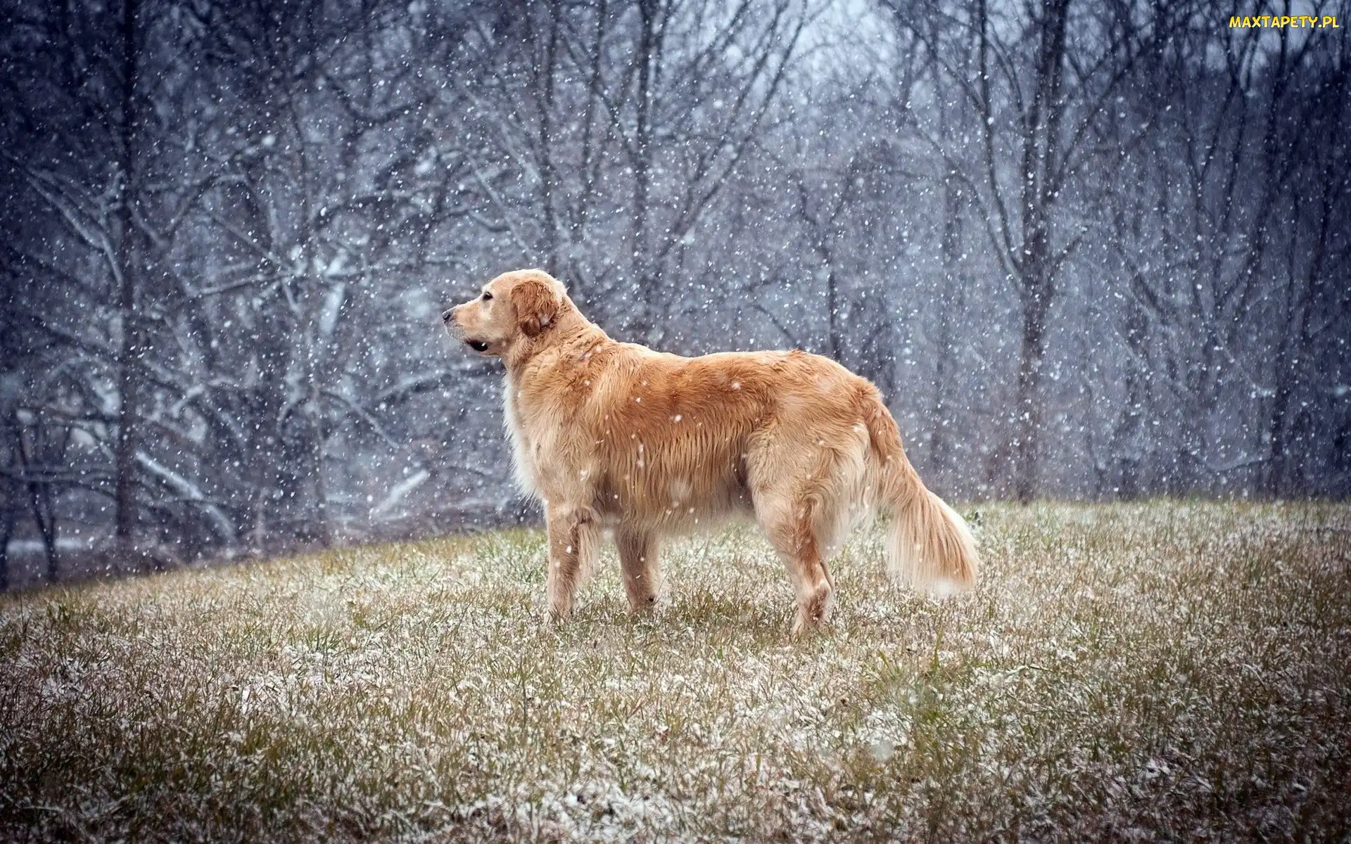 Zimy, Golden retriever, Początek