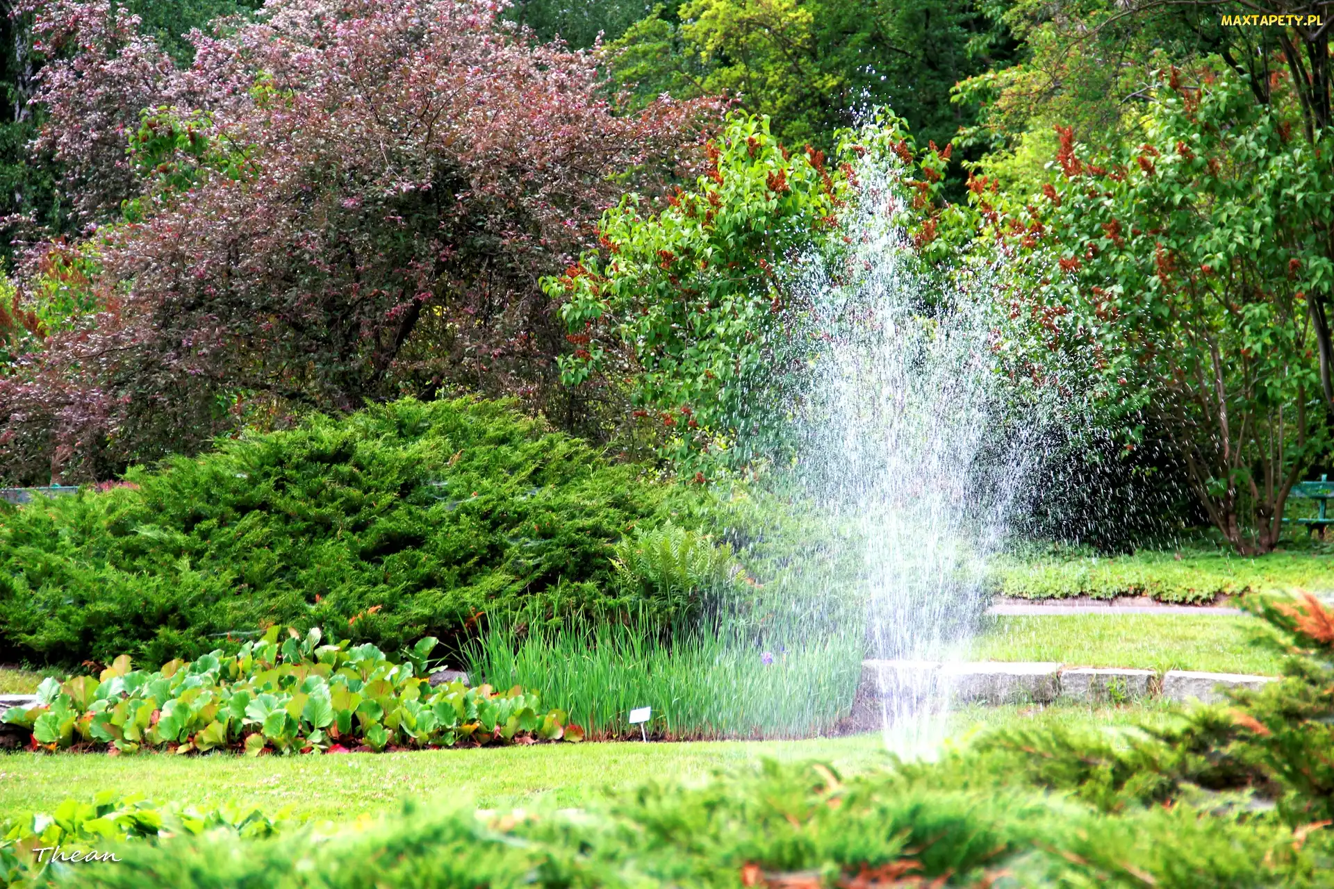 Fontanna, Poznań, Ogród, Botaniczny