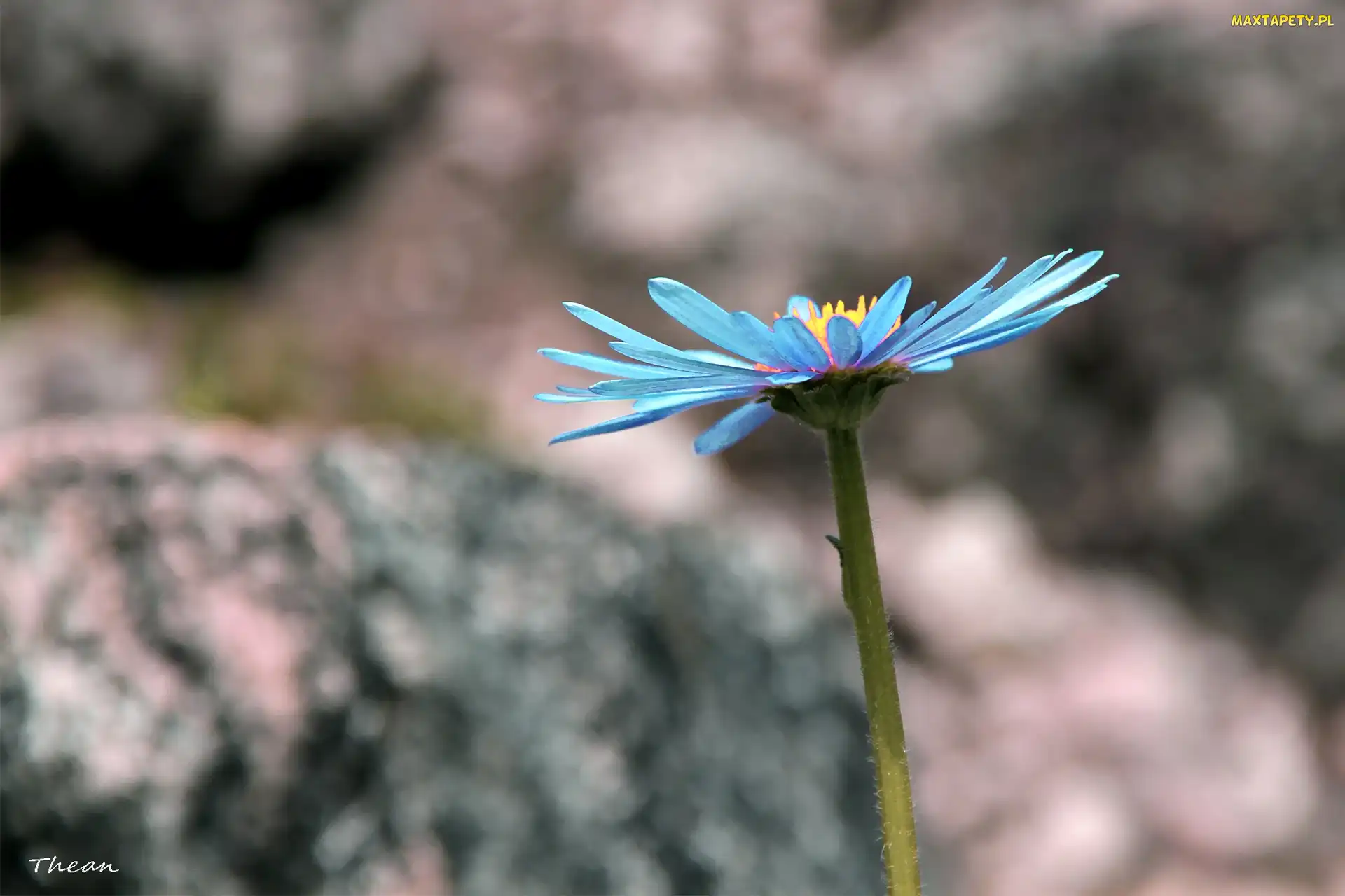 Aster, Niebieski
