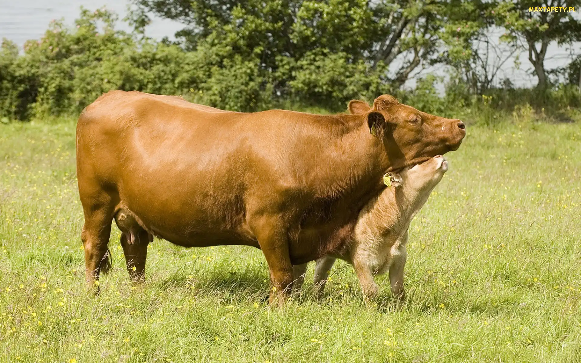 Krowa, Trawa, Cielątko