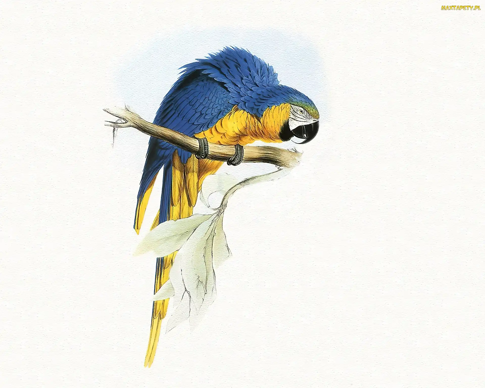 Niebiesko, Edward Lear, Papuga, Żółta