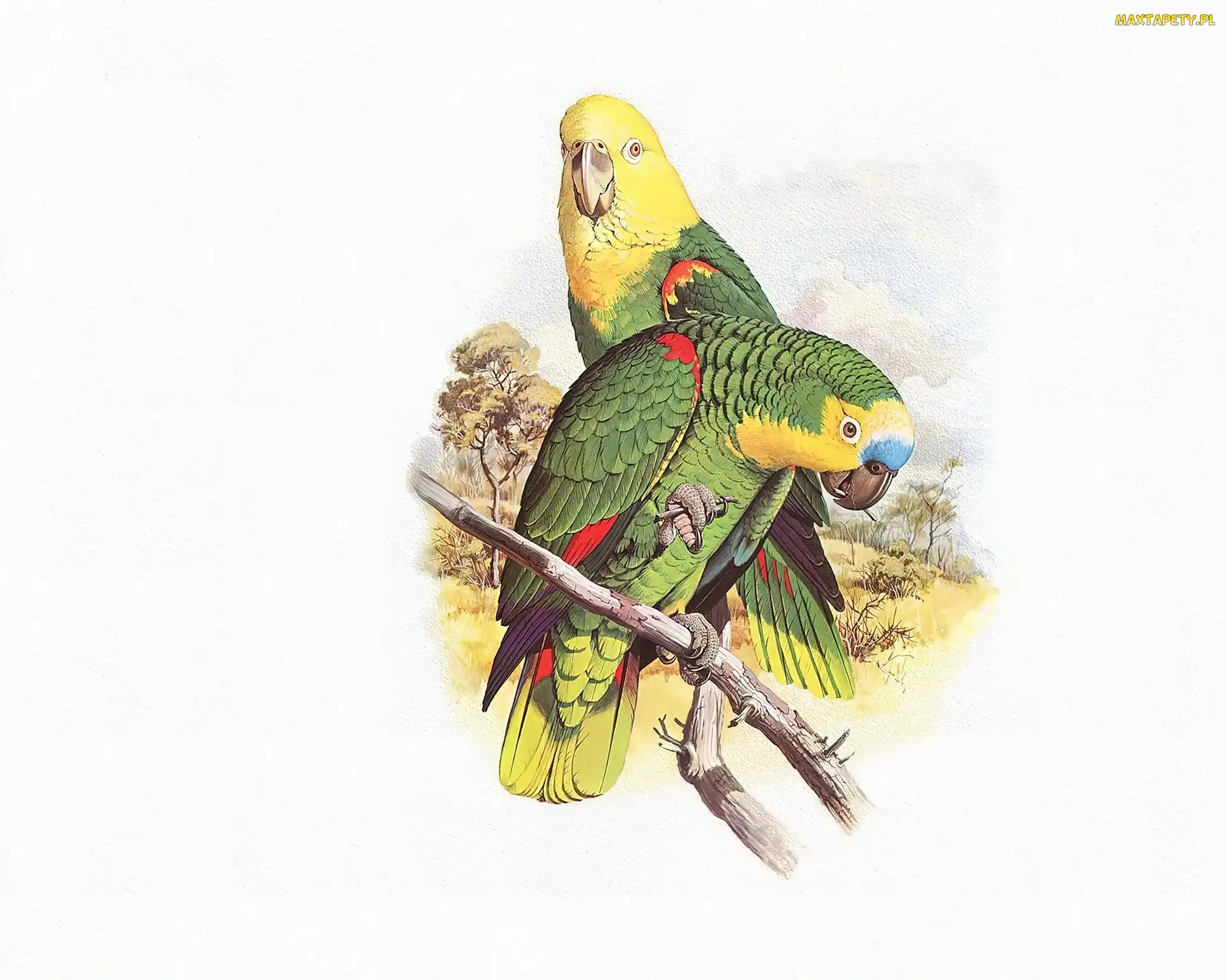 Papugi, Edward Lear, Głowy, Żółte, Zielone