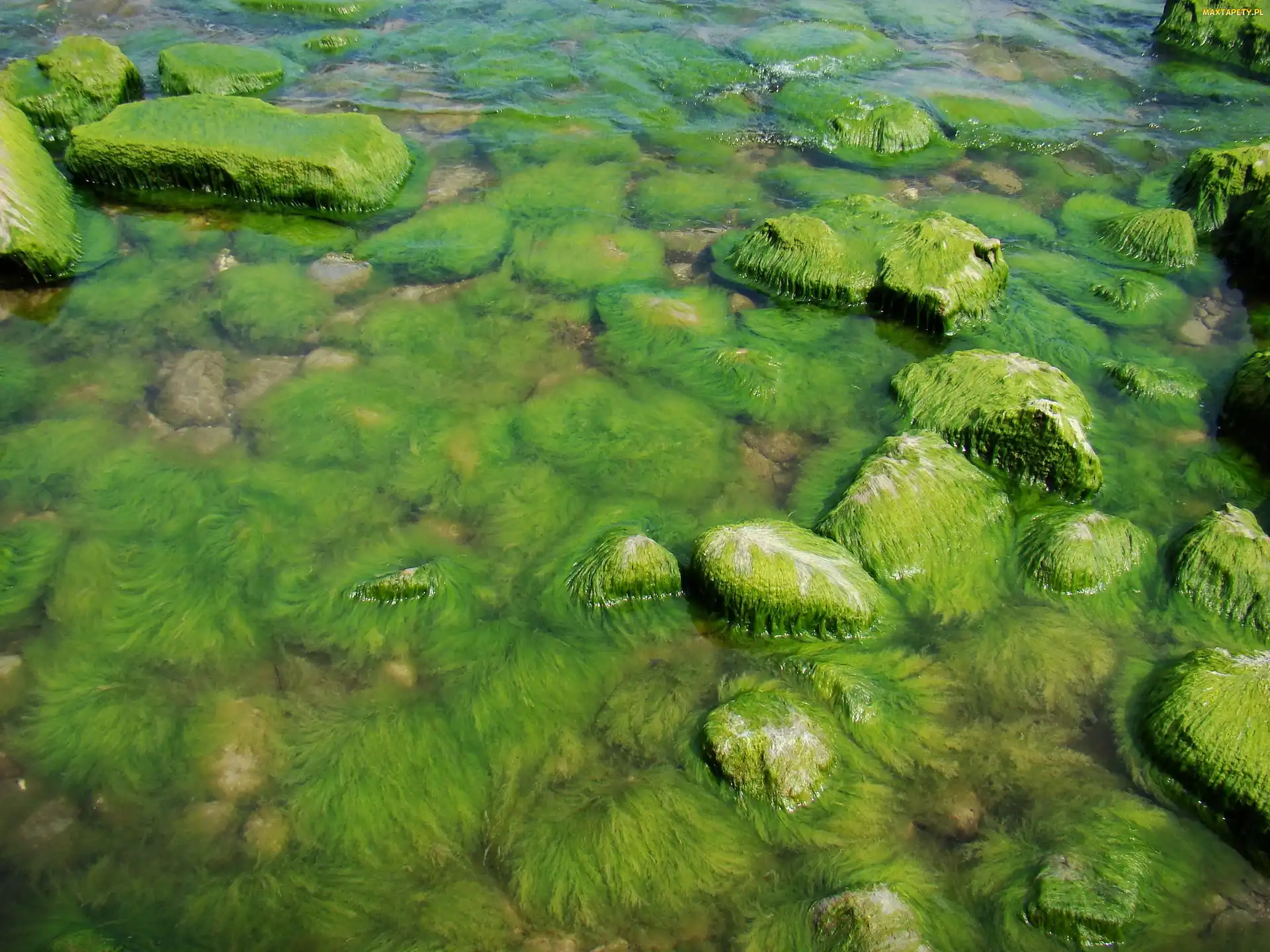 Glony, Kamienie, Gdynia Orłowo