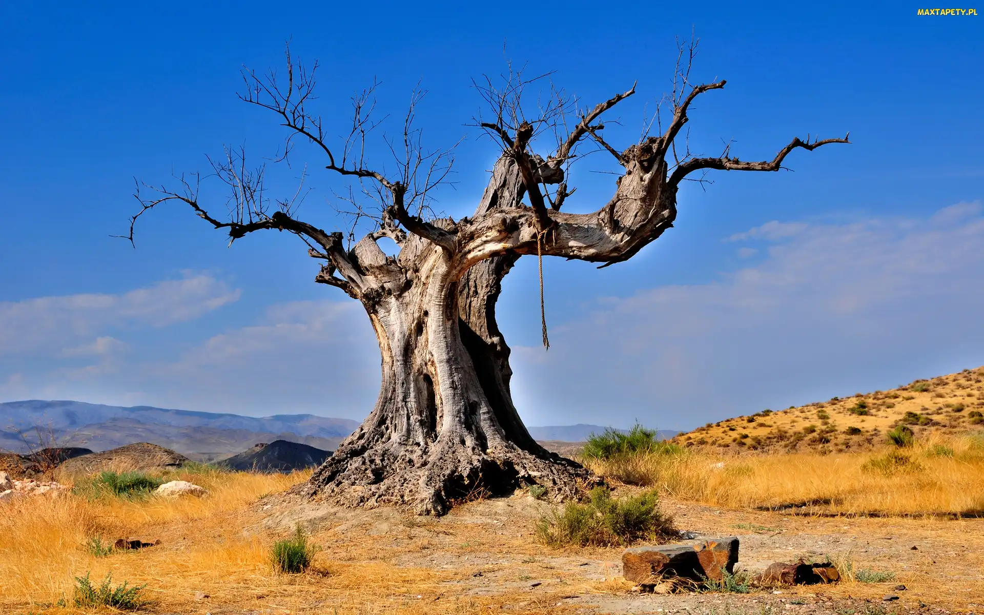 Suche, Niebo, Baobab, Błękitne, Drzewo