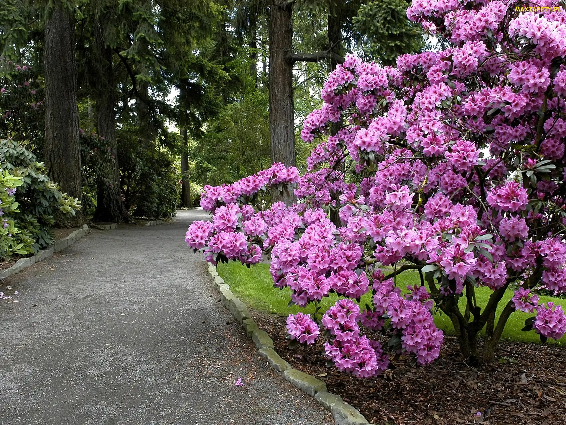 Rododendron, Krzew, Park, Aleja