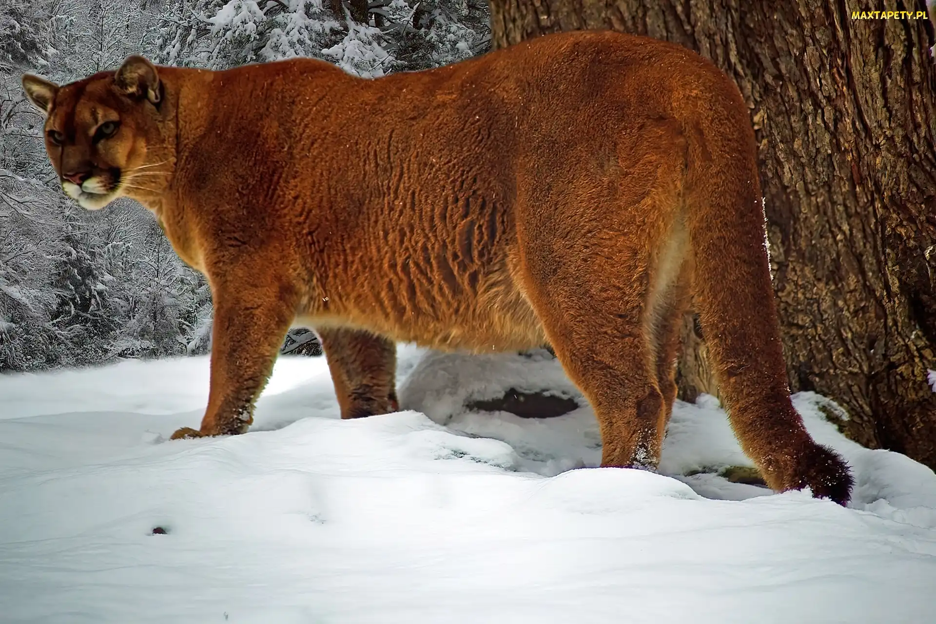 Śnieg, Zima, Puma