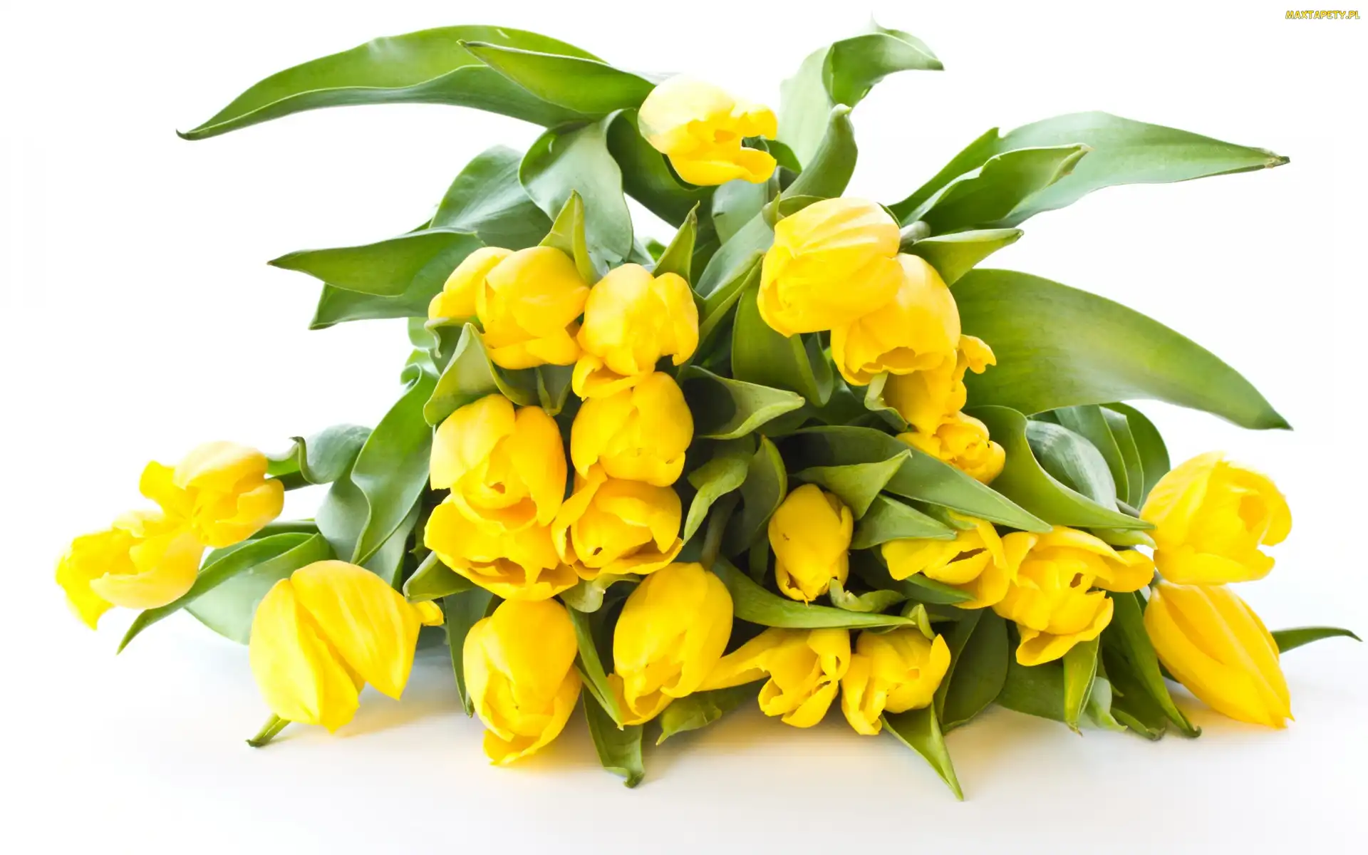 Zółte, Tulipany