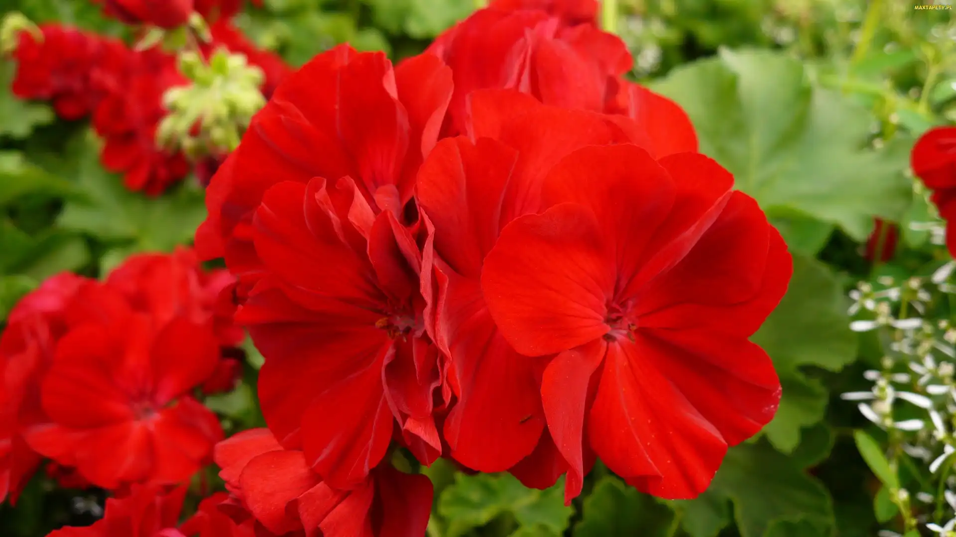 Kwiat, Geranium, Czerwone