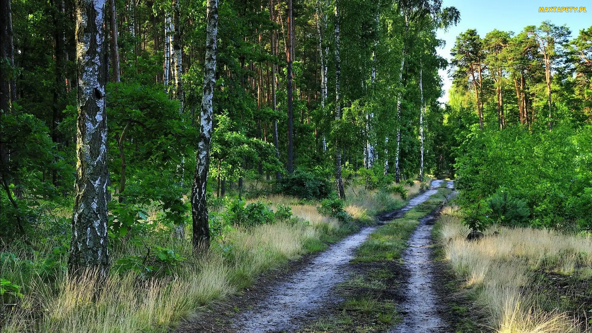 Dróżka, Lesie, W