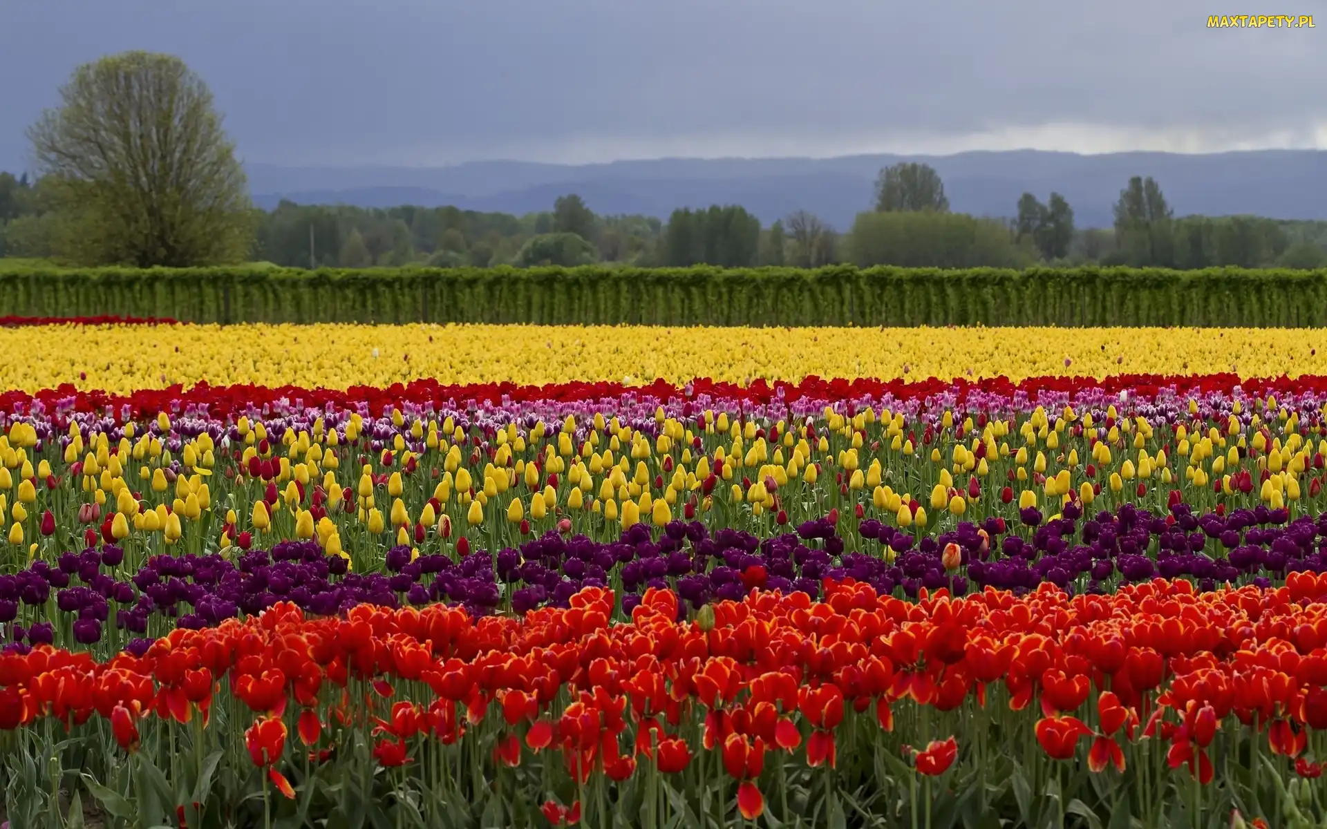 Tulipany, Drzewa, Kolorowe
