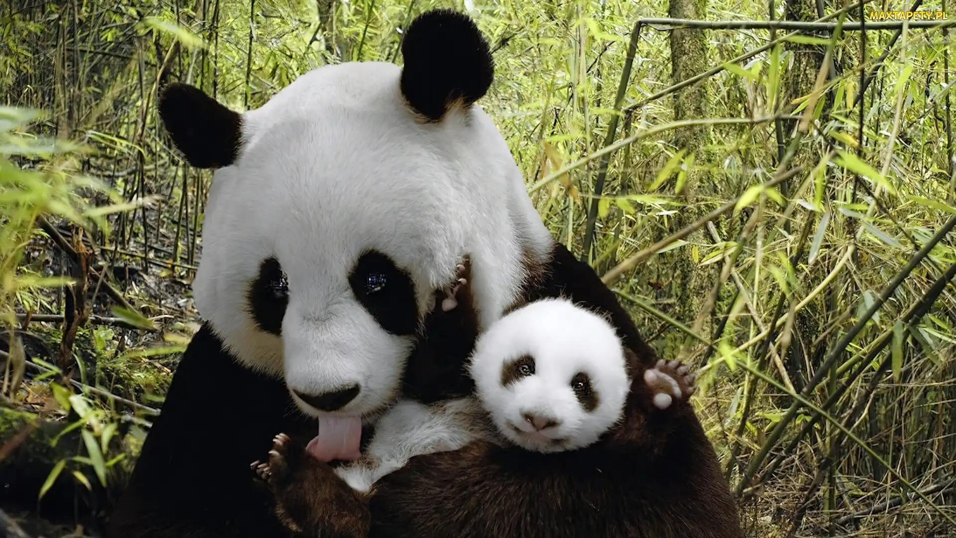 Pandy, Małe, Mama, Miś