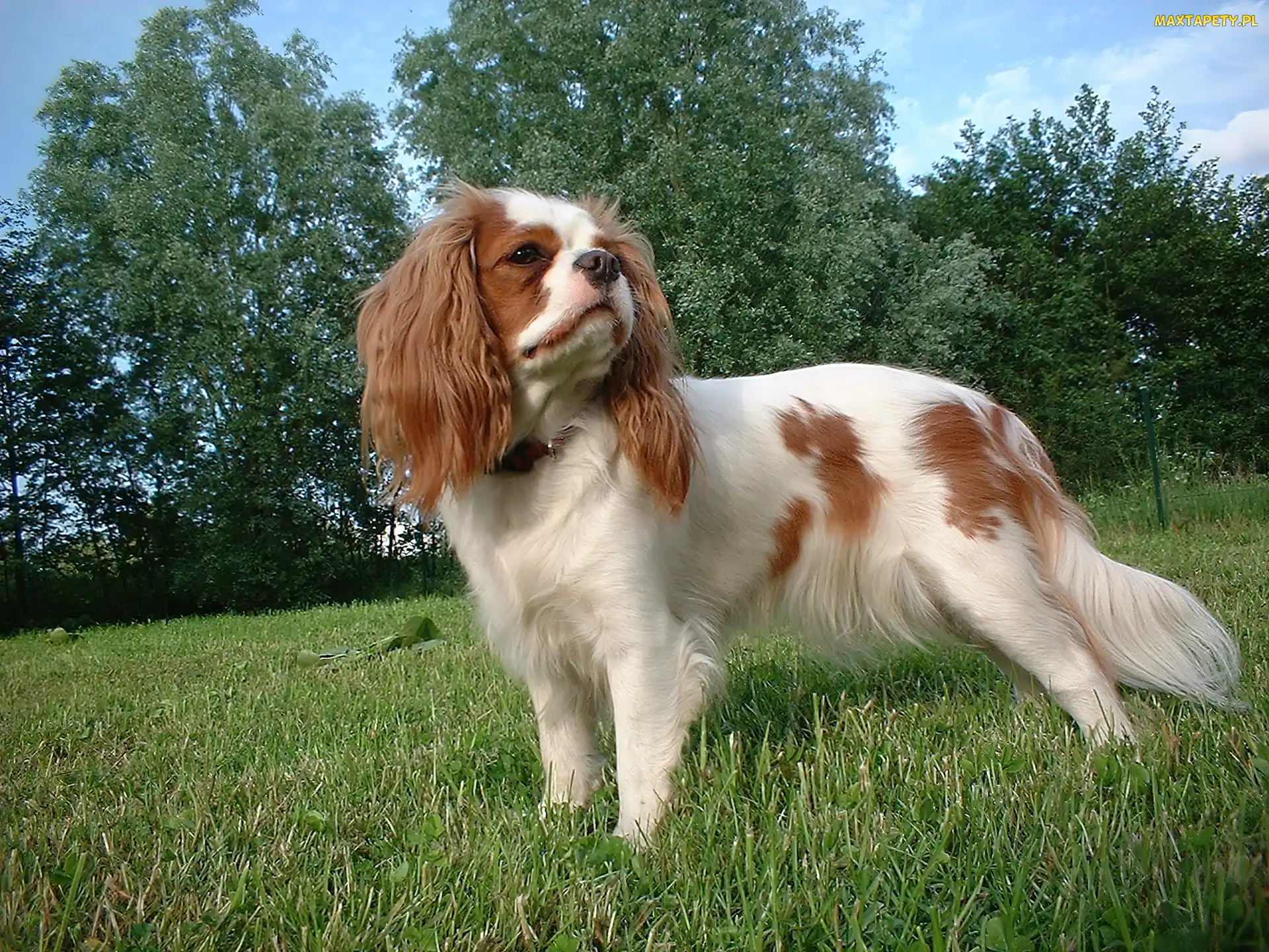 Piesek, Trawa, Cavalier