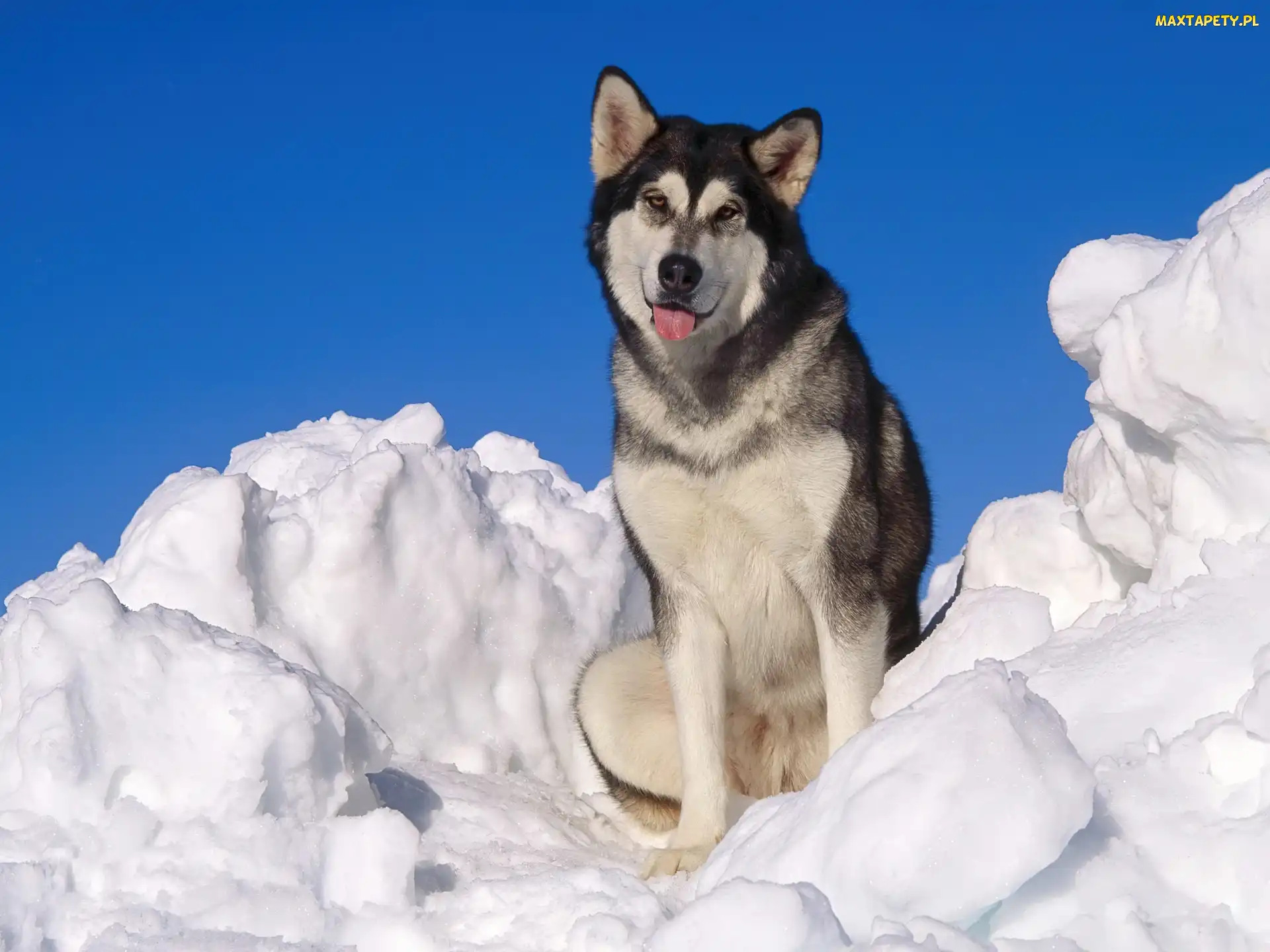 Siberian Husky, Śnieg, Piesek