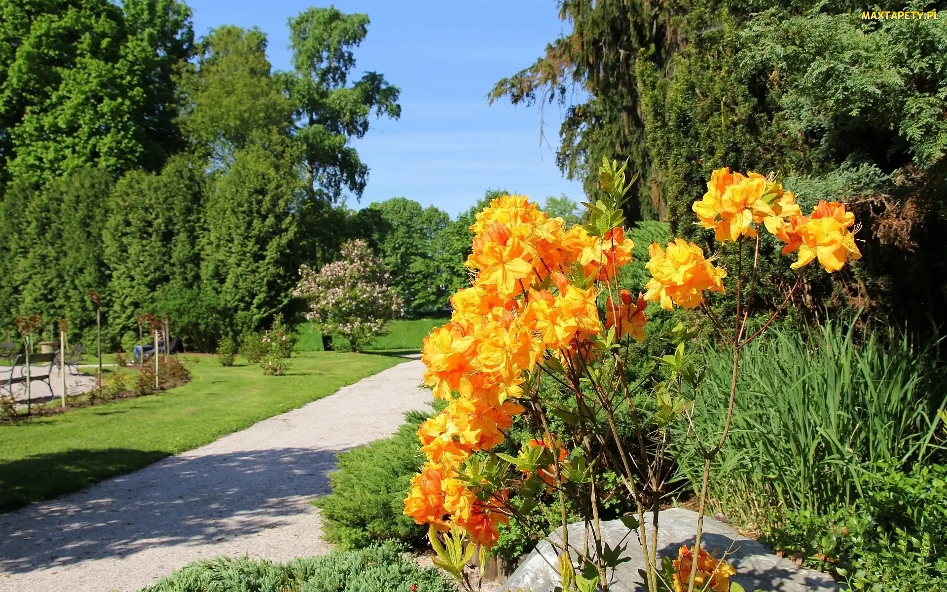 Kwiaty, Pomarańczowe, Park, Latem