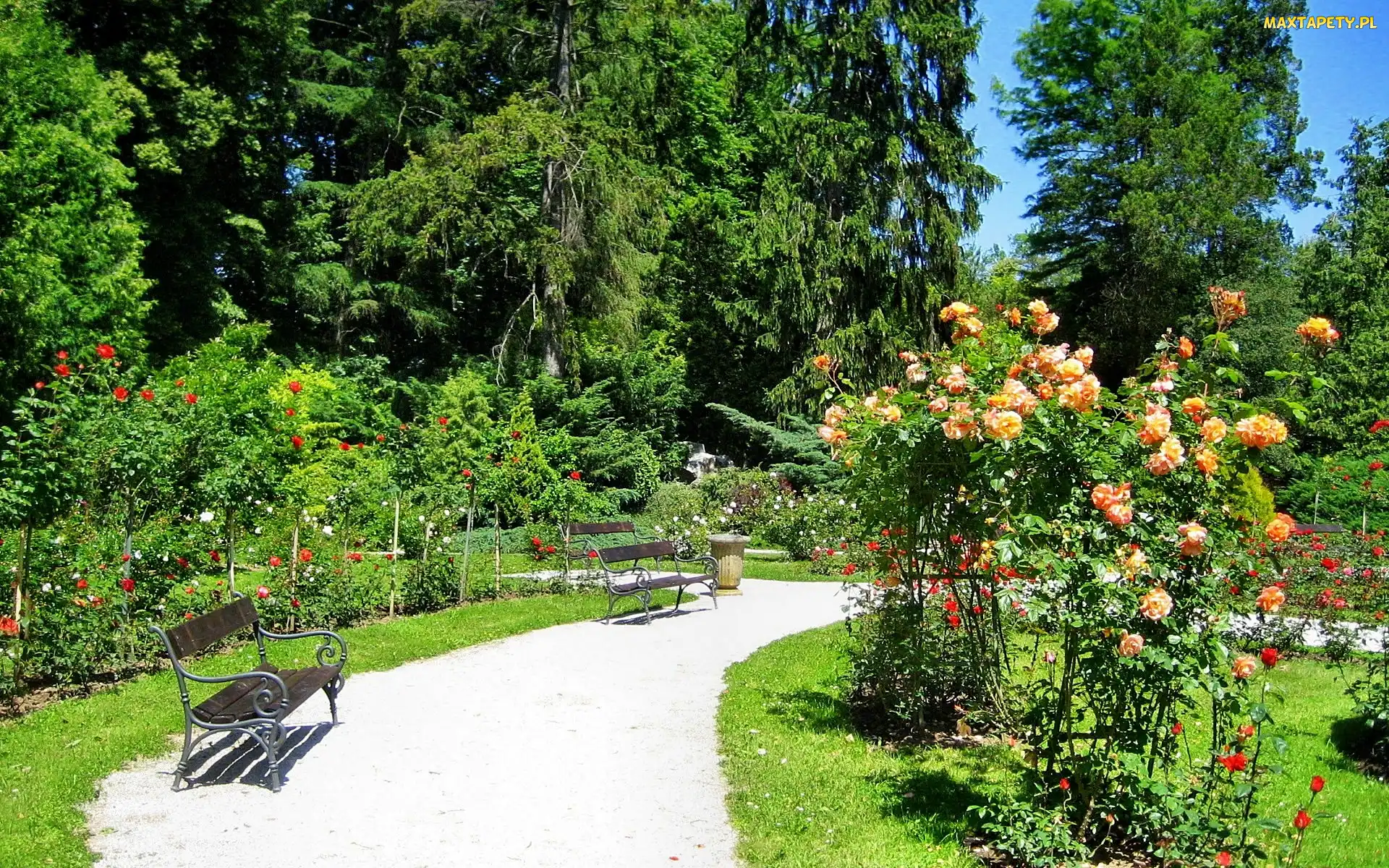 Ławeczki, Lato, Róże, Kwitnące, Park