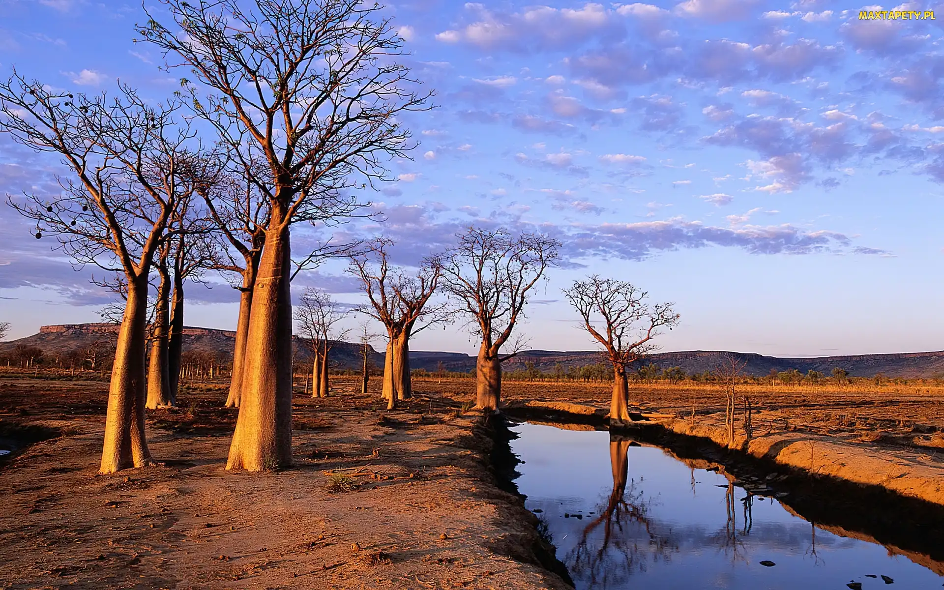 Rzeka, Baobab, Drzewa